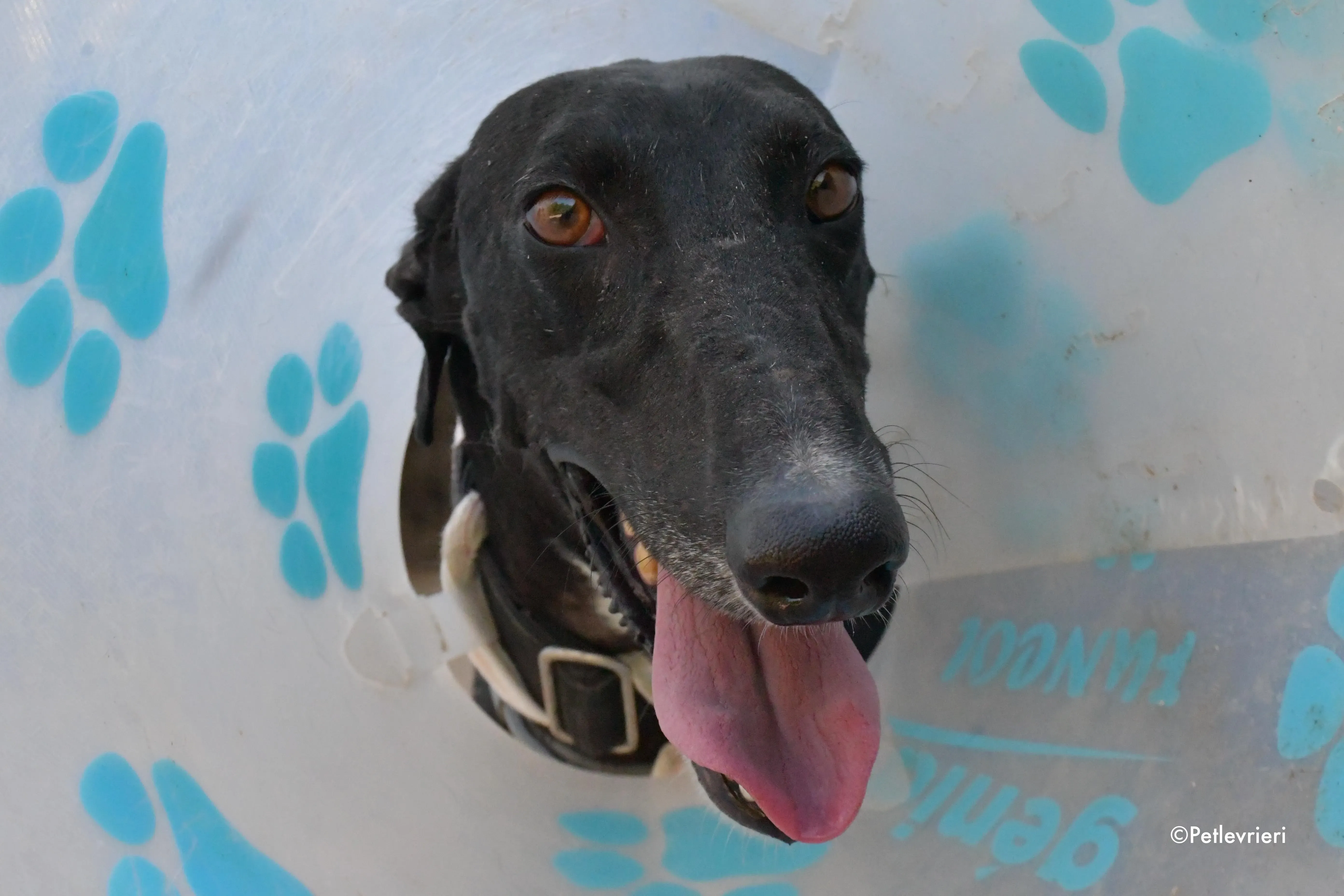 pele adozione levrieri galgo 2