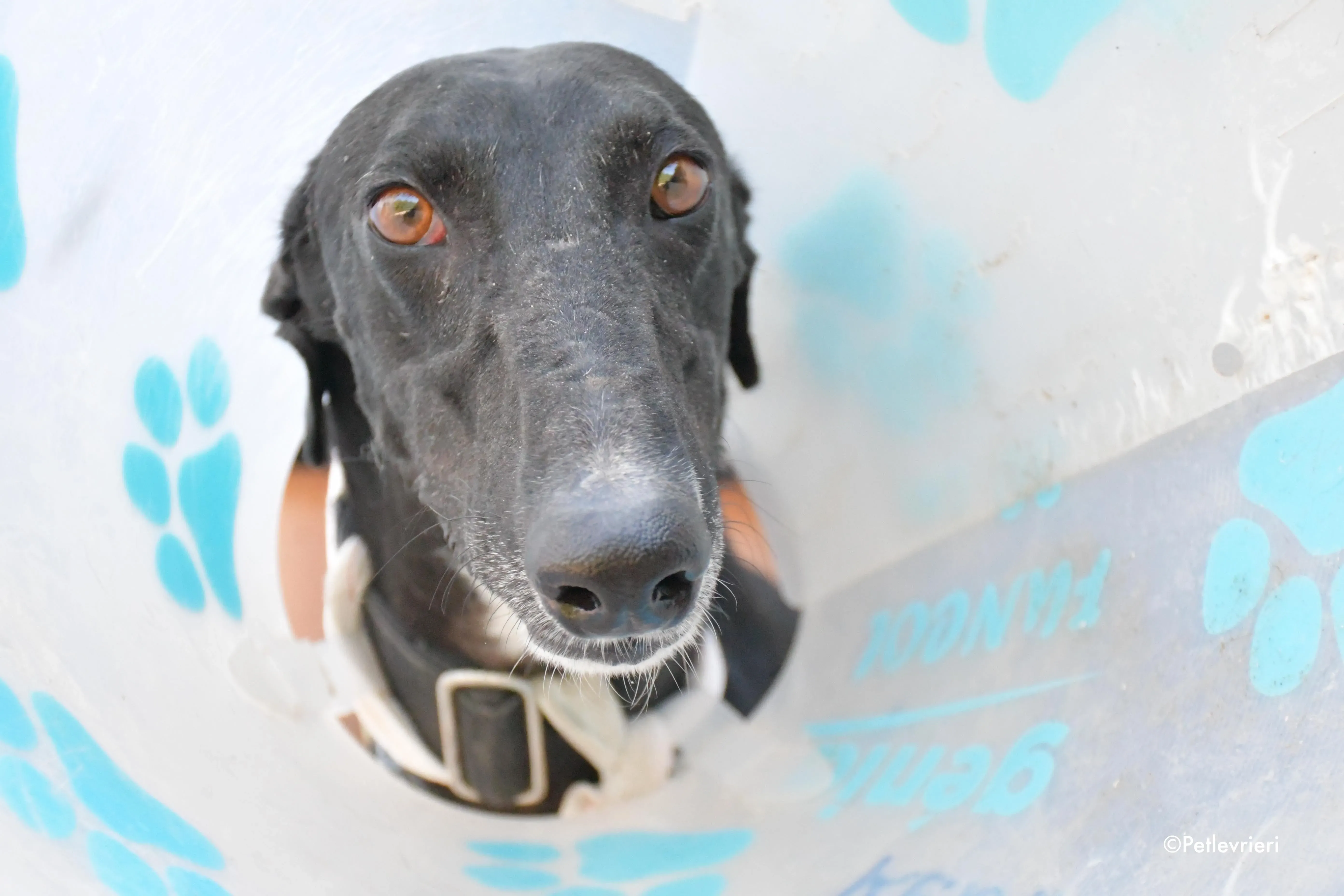 pele adozione levrieri galgo 3