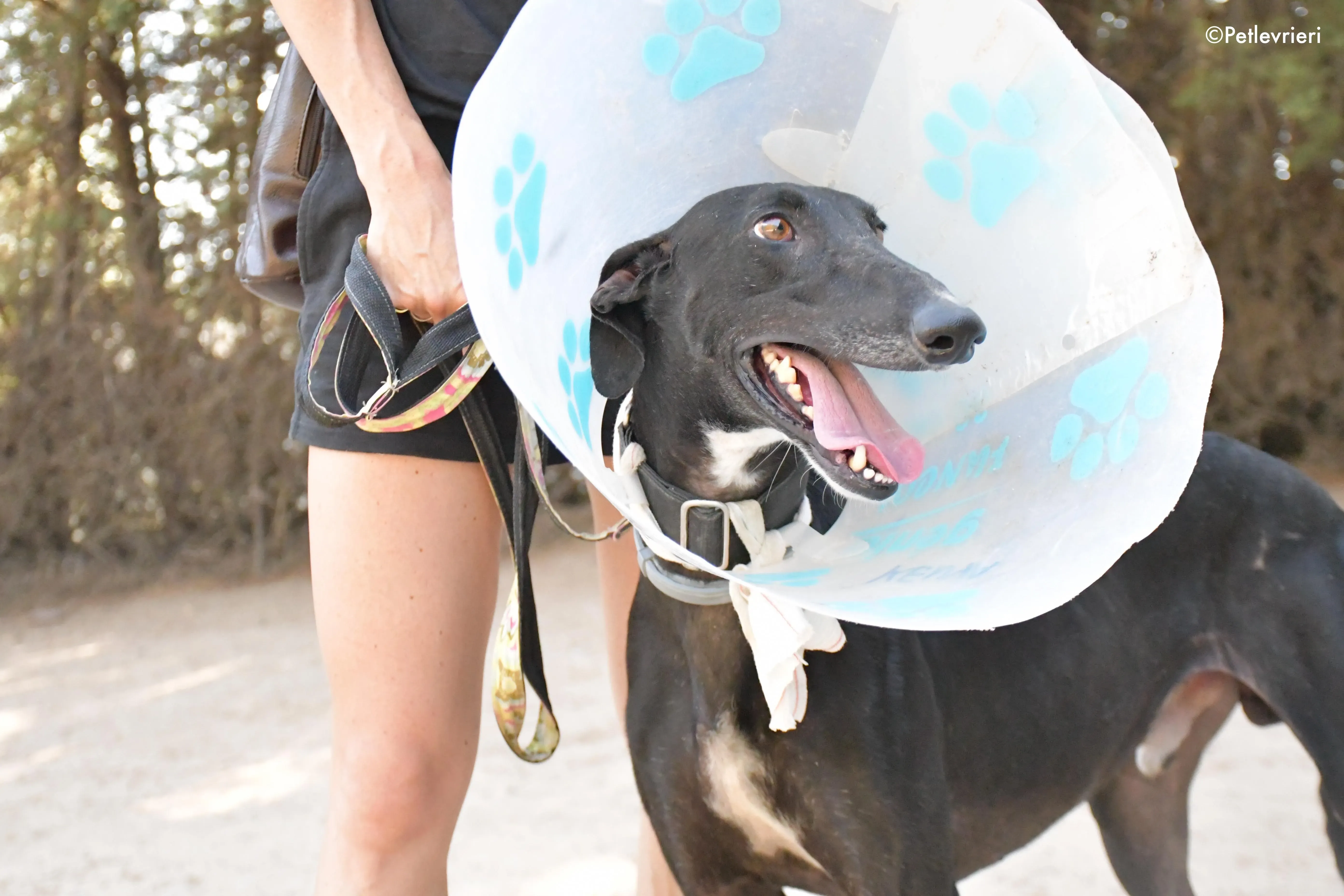 pele adozione levrieri galgo 4