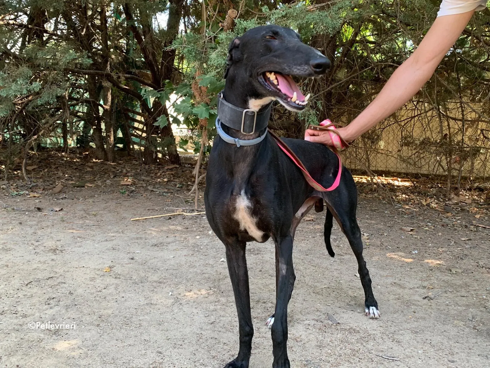 pele adozione levrieri galgo 6