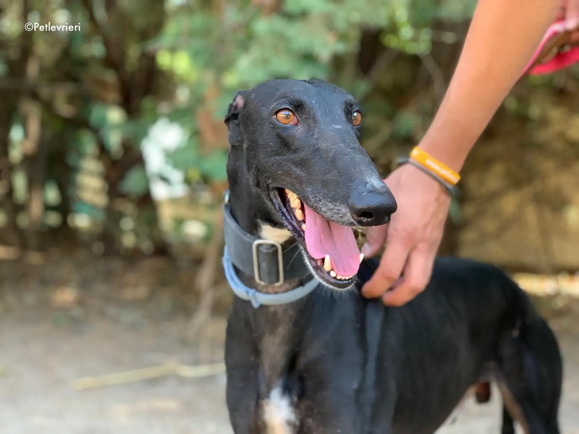 pele adozione levrieri galgo 7