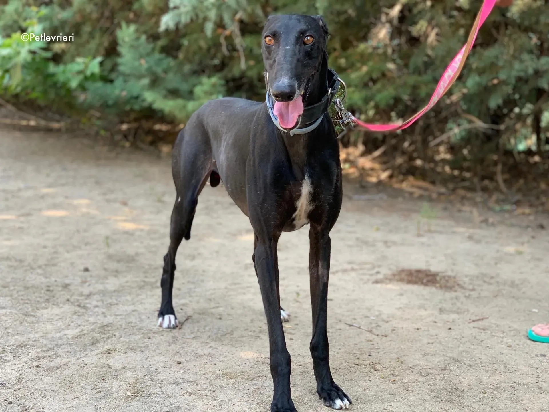 pele adozione levrieri galgo 8