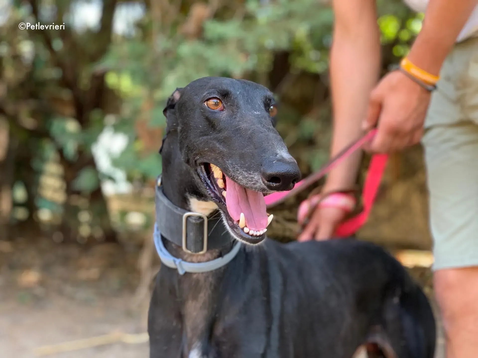 pele adozione levrieri galgo 9