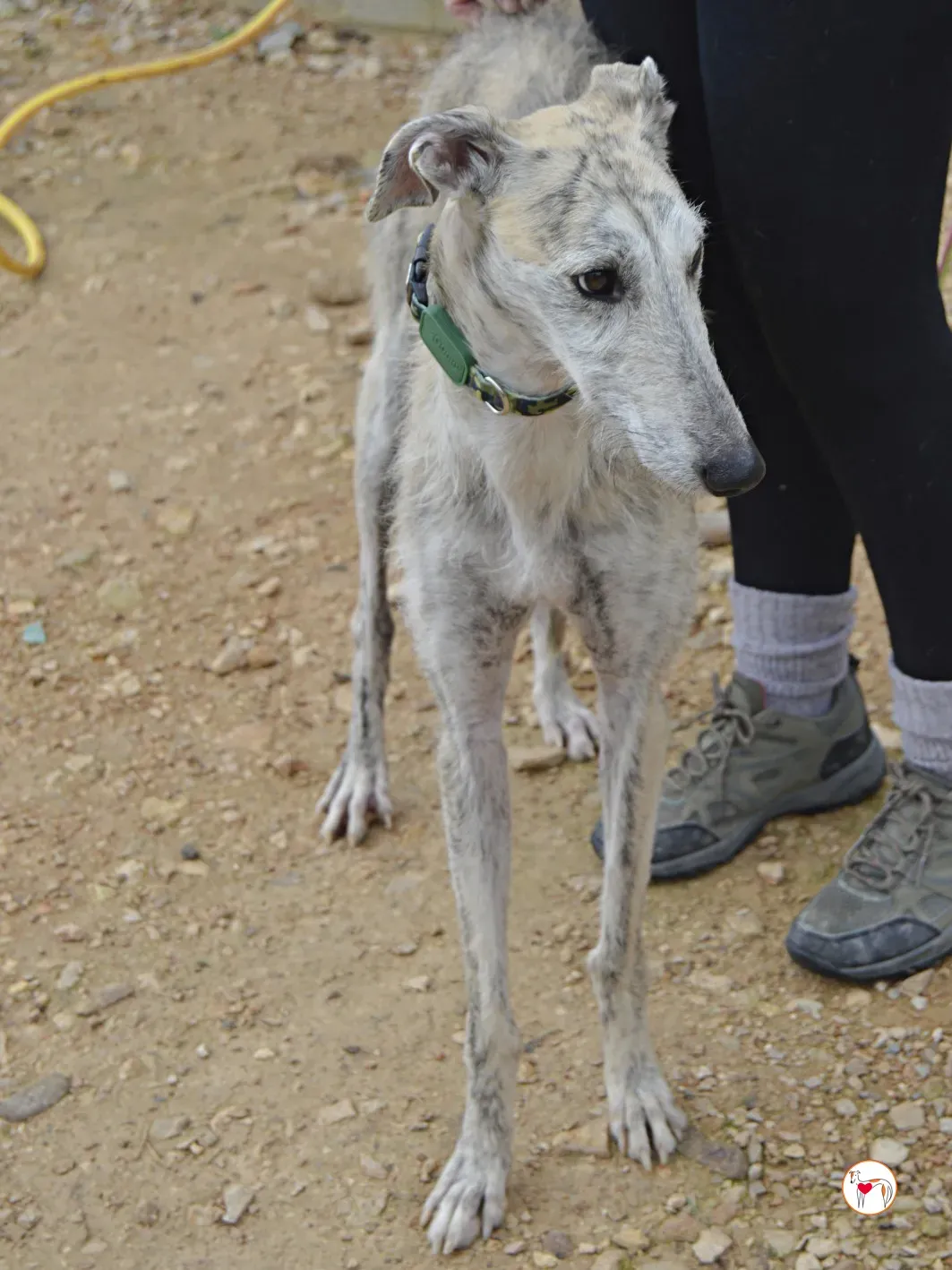 pelocho galgo adozione 1