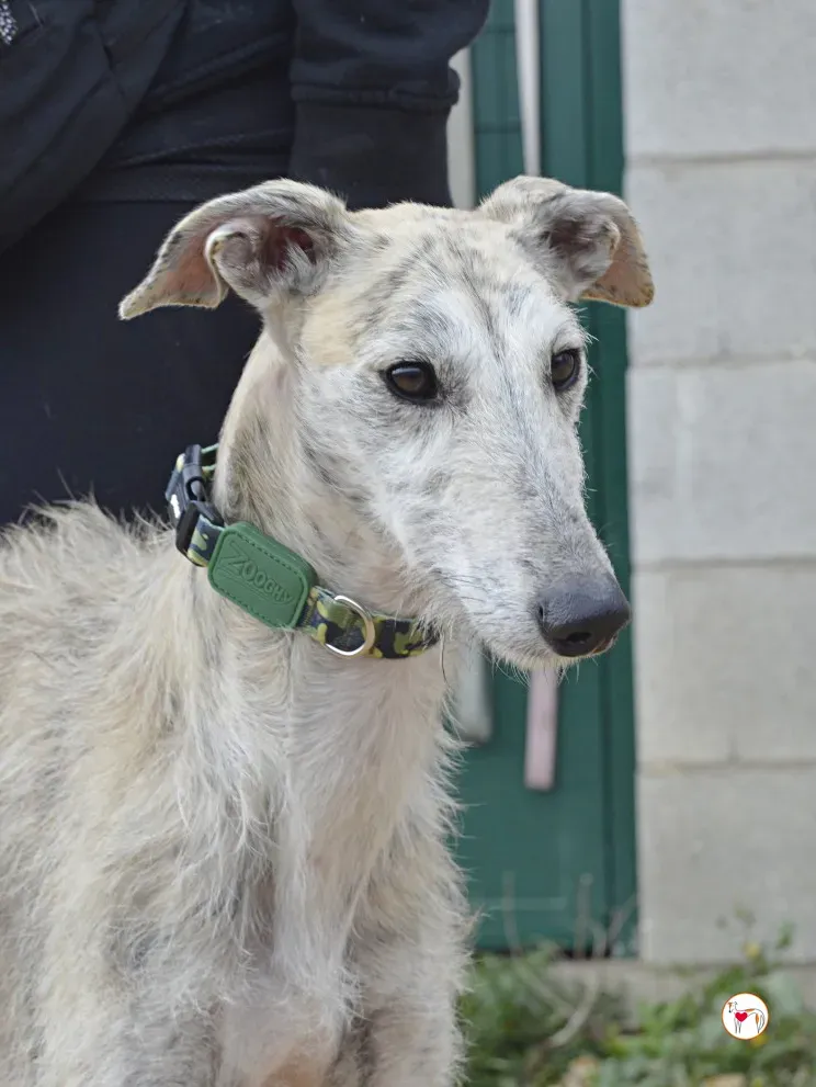 pelocho galgo adozione 2