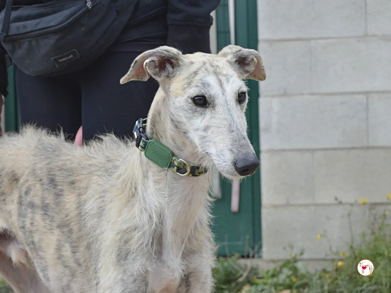 pelocho galgo adozione 3