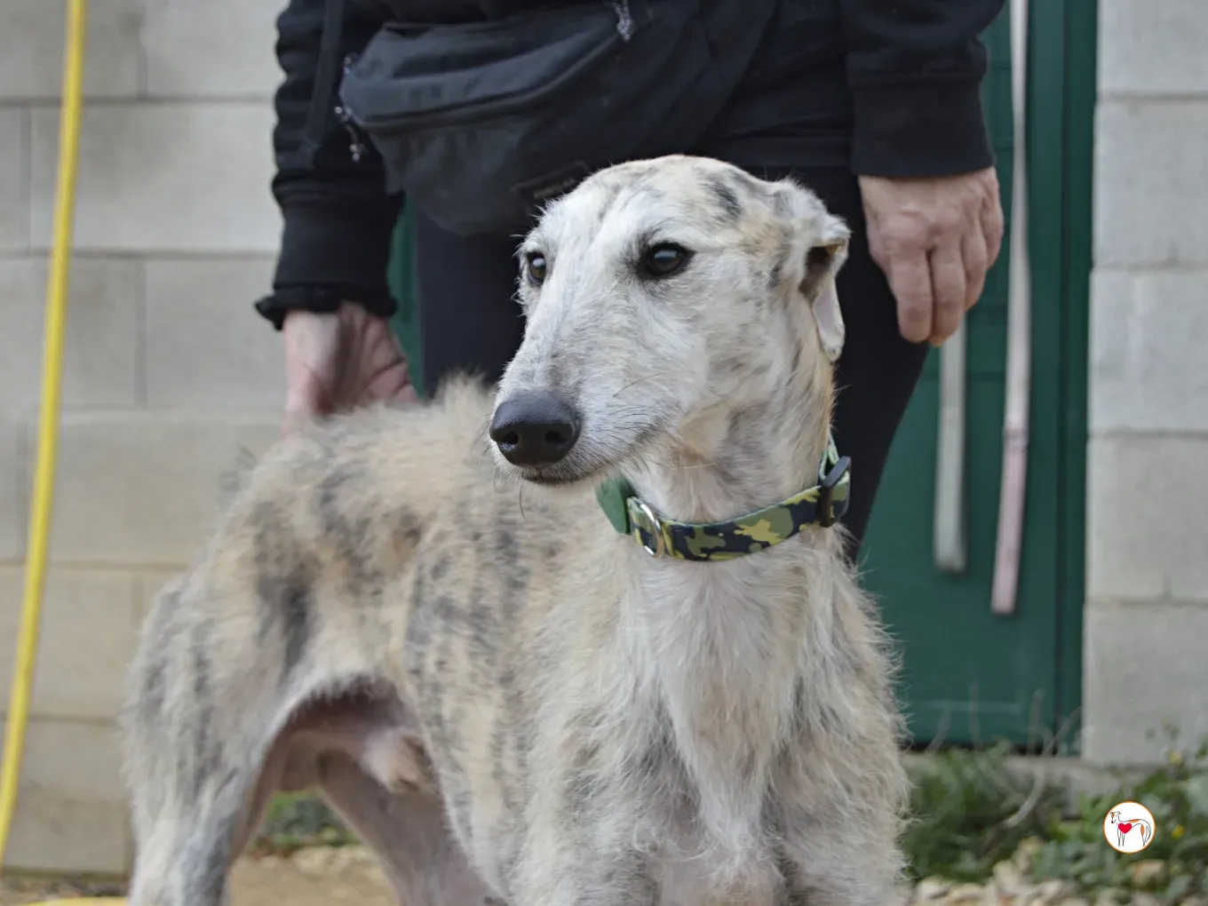 pelocho galgo adozione 4