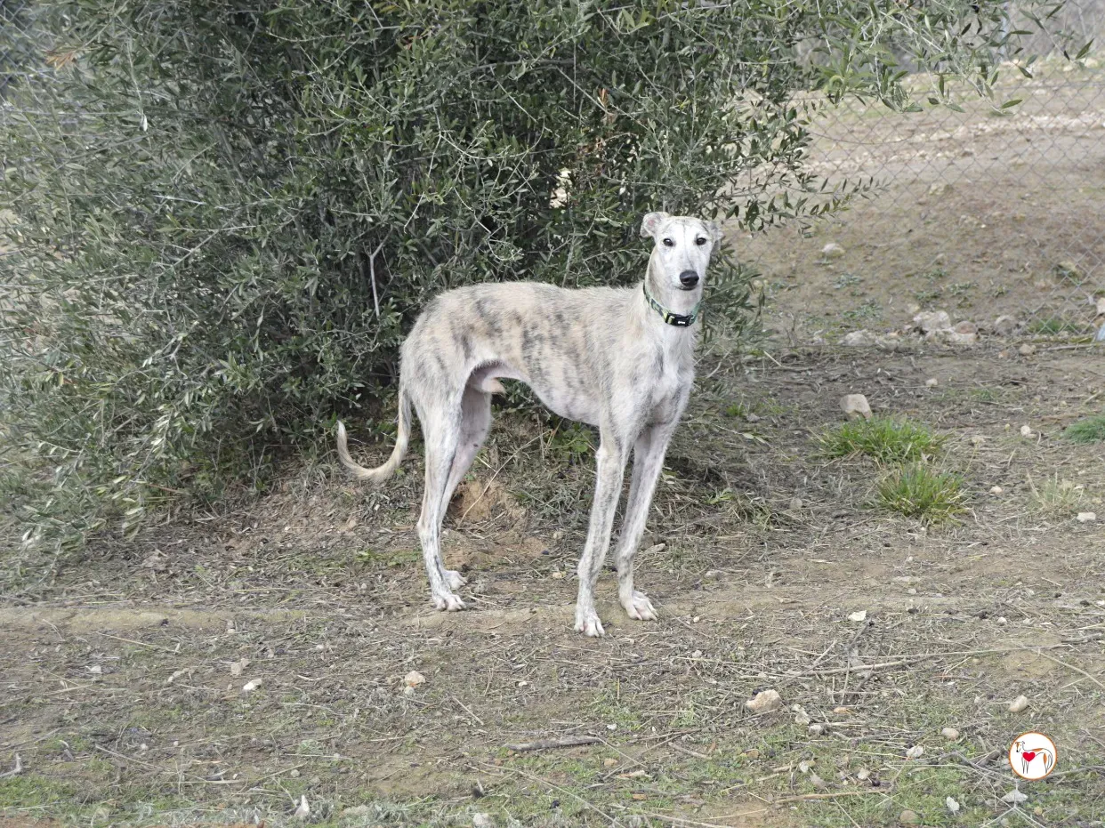 pelocho galgo adozione 5