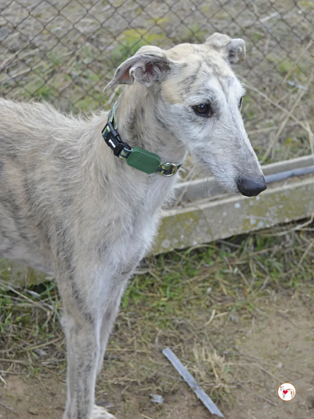 pelocho galgo adozione 6