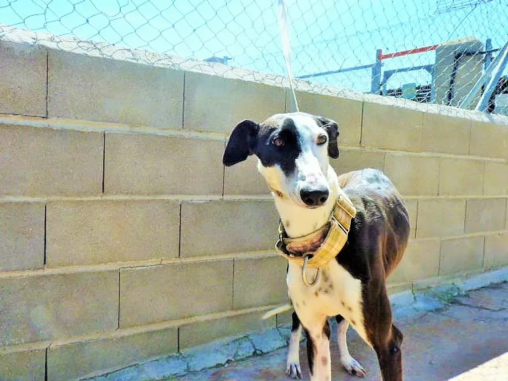 pelusa2 affectionate 2