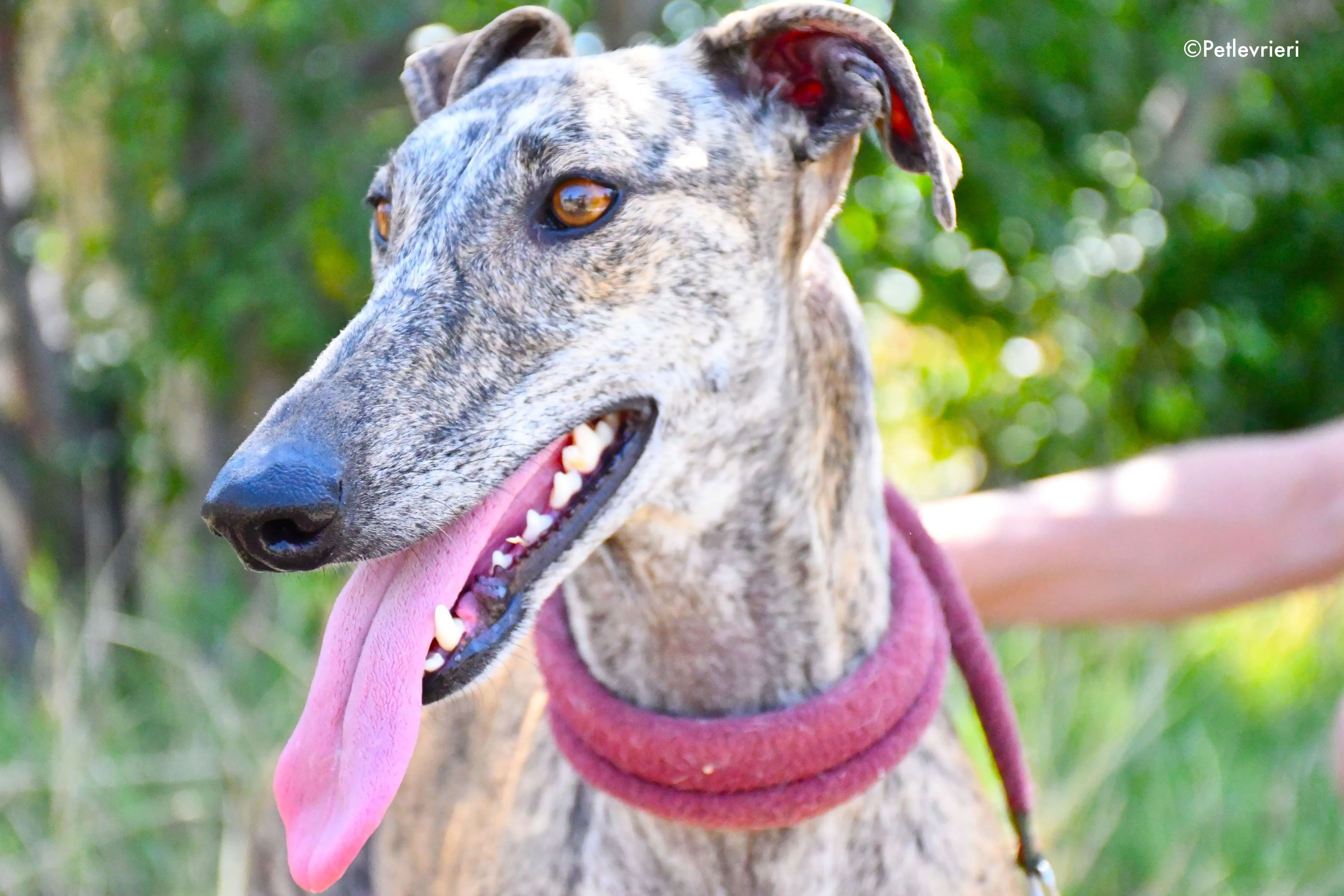 penelope adozione levrieri galgo 1