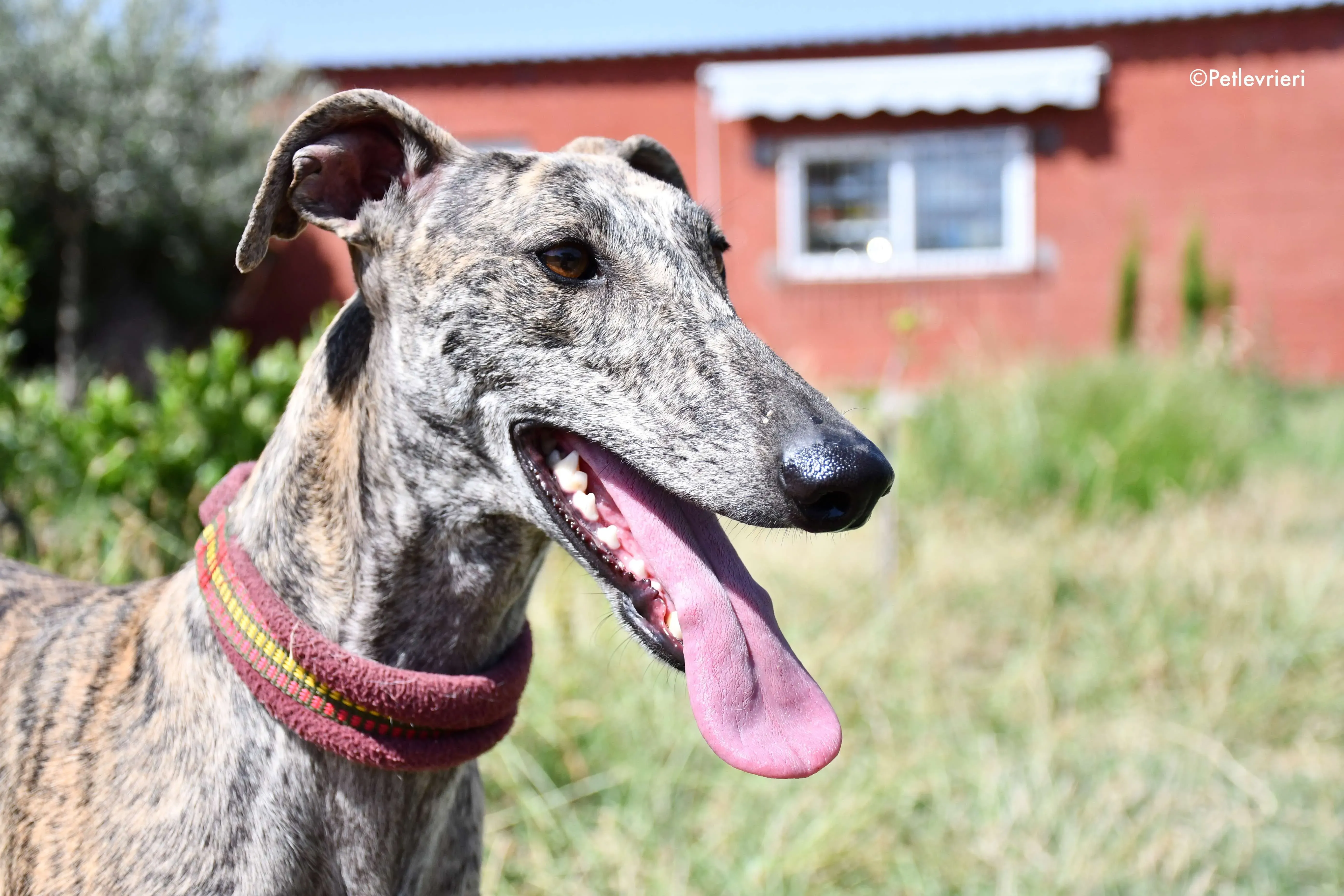 penelope adozione levrieri galgo 10