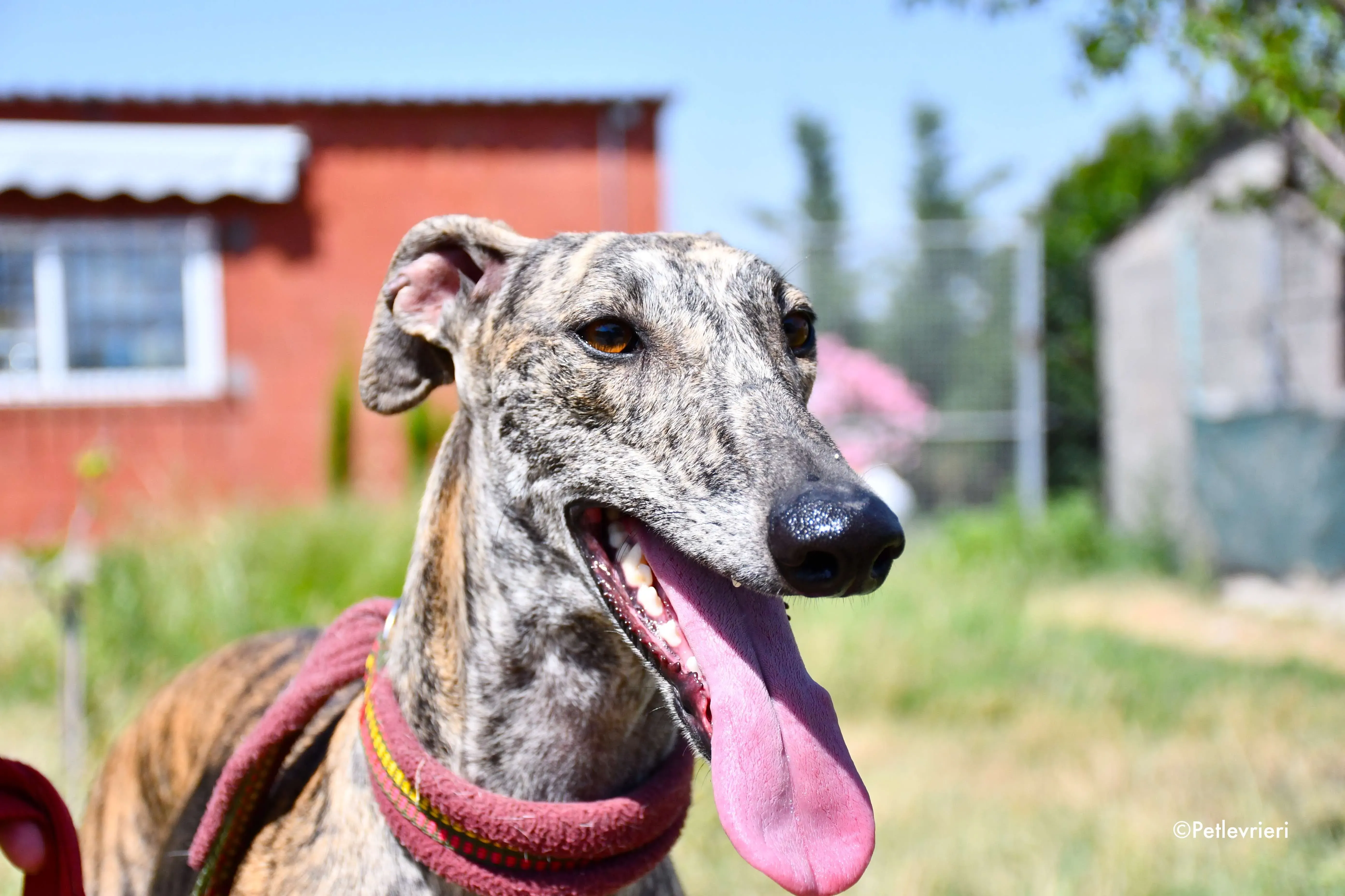 penelope adozione levrieri galgo 11