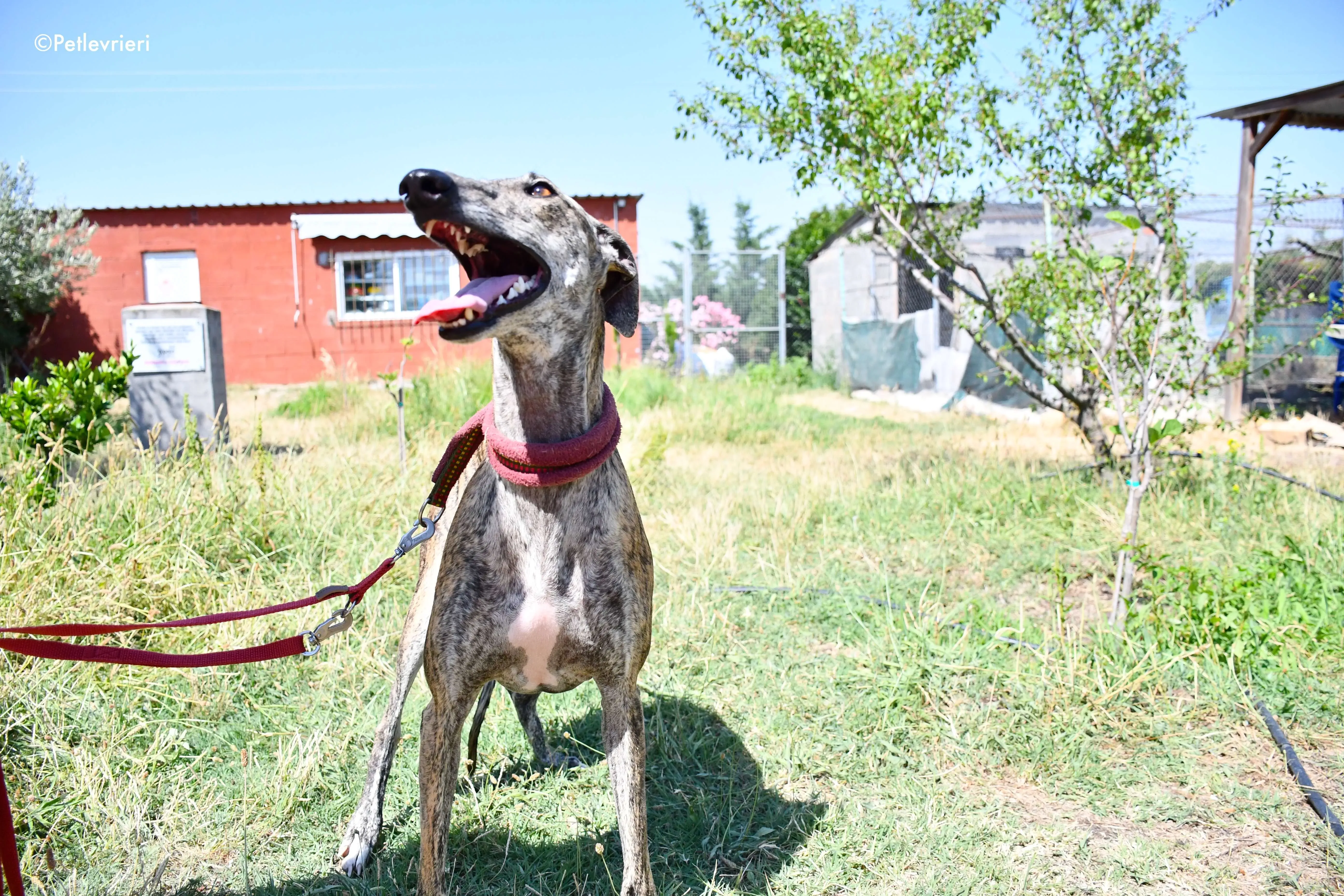 penelope adozione levrieri galgo 12