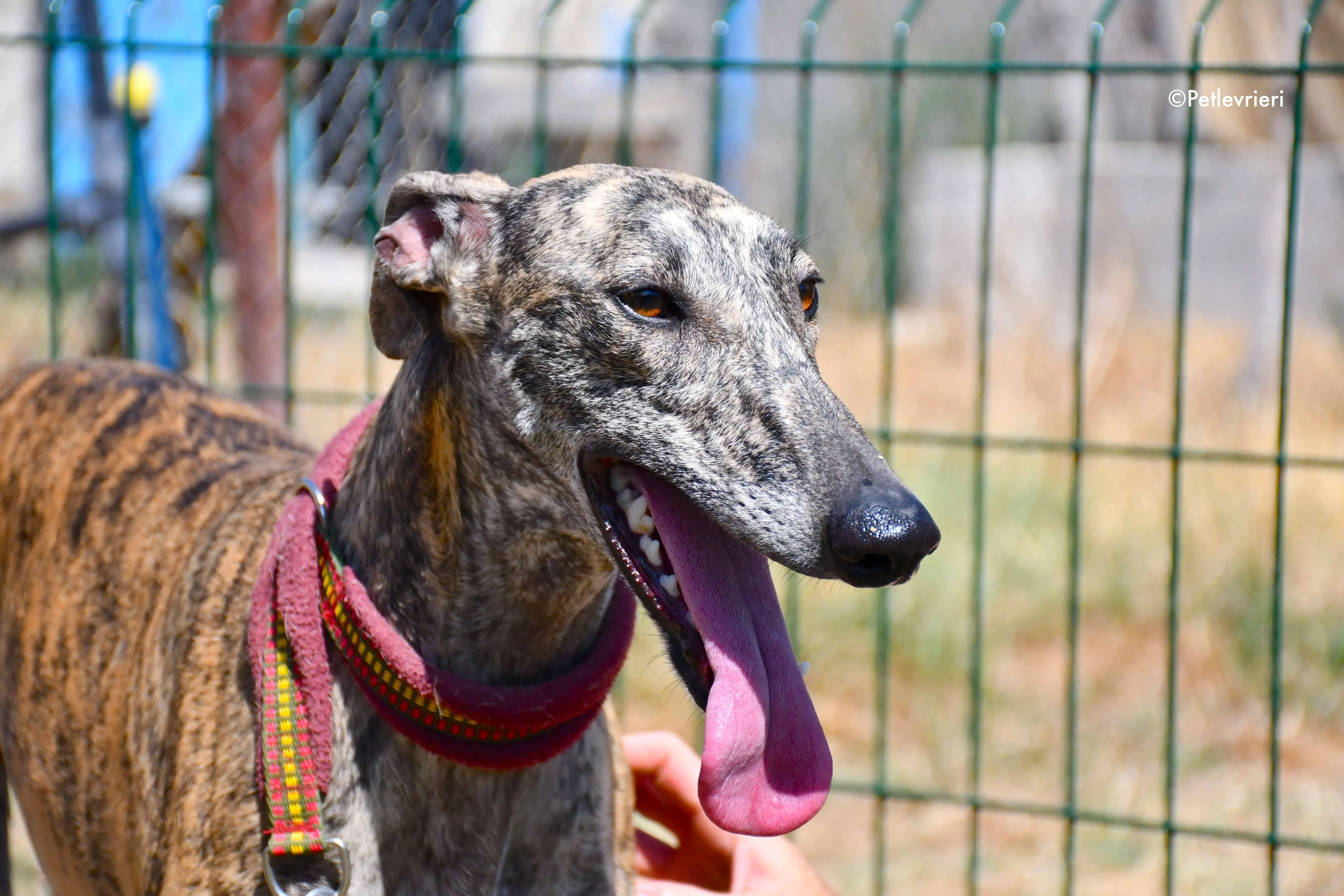 penelope adozione levrieri galgo 13
