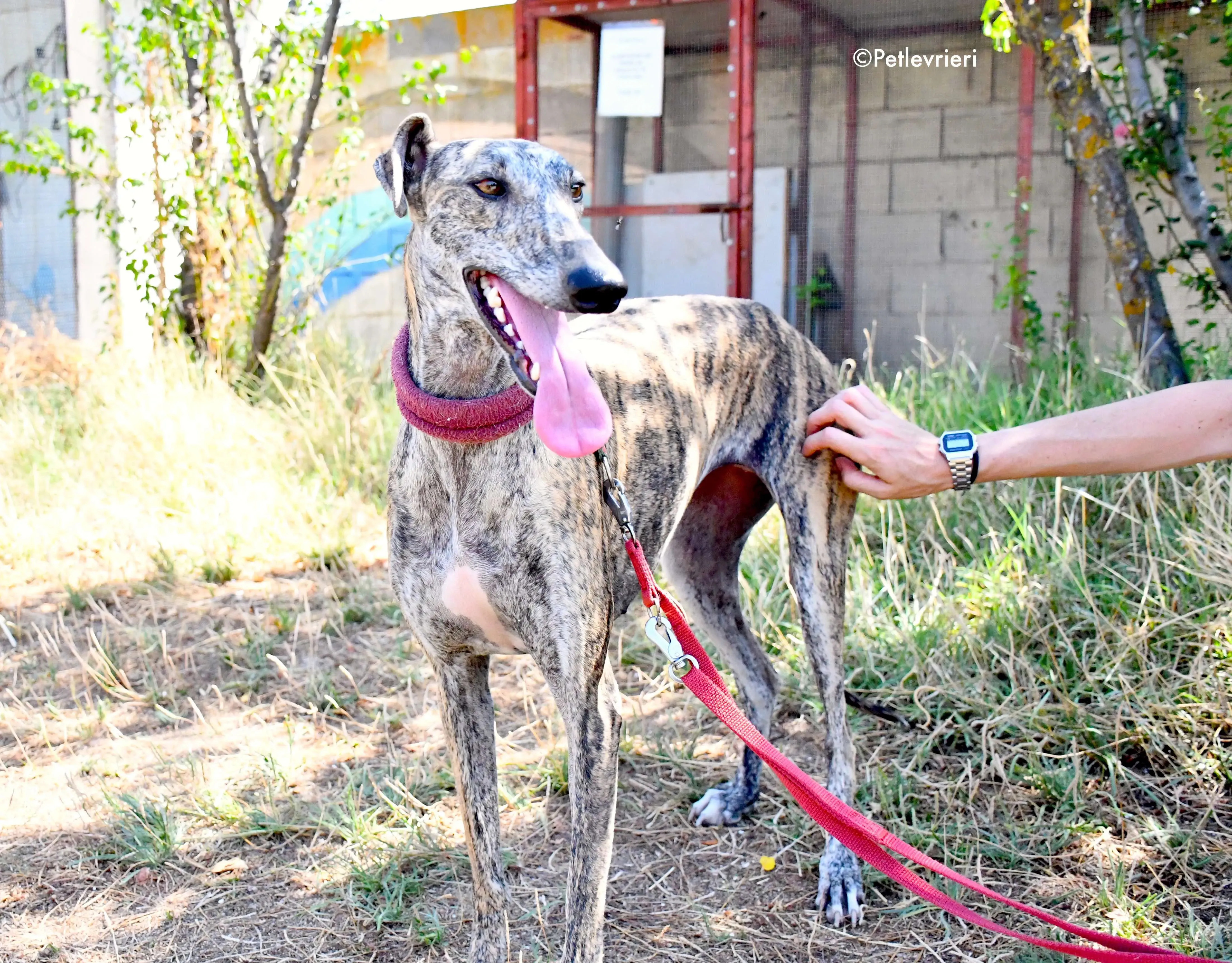 penelope adozione levrieri galgo 14
