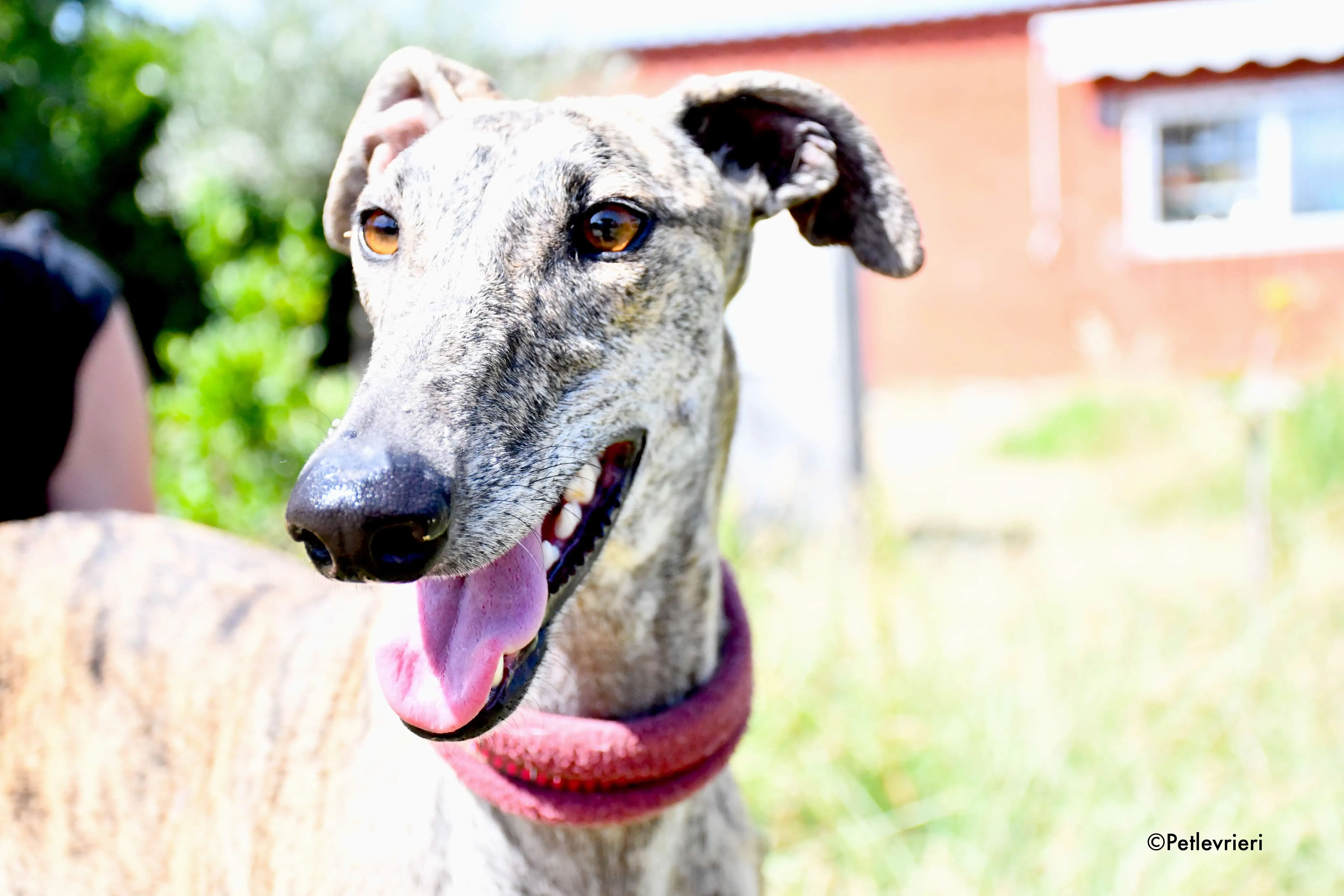 penelope adozione levrieri galgo 15