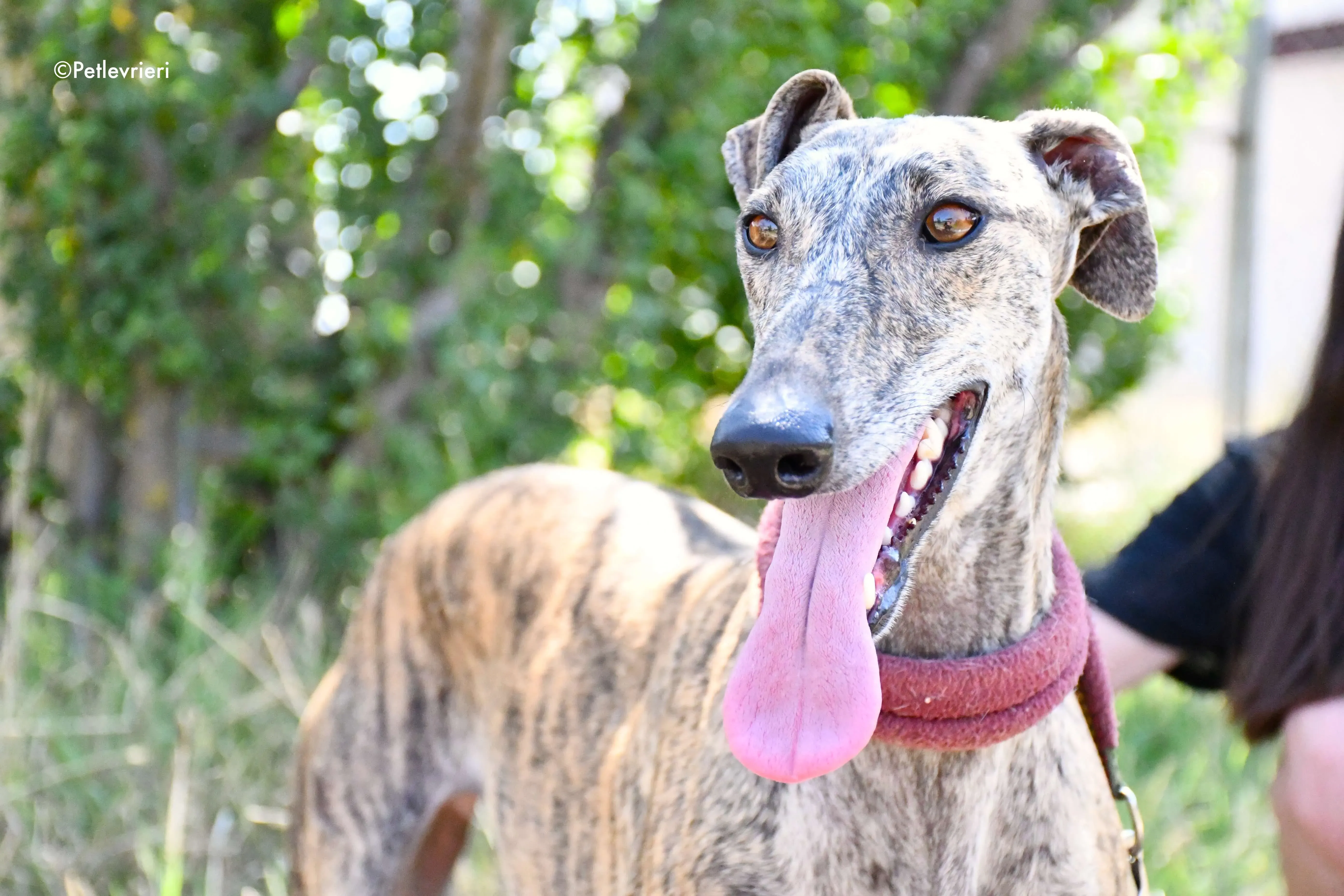 penelope adozione levrieri galgo 2