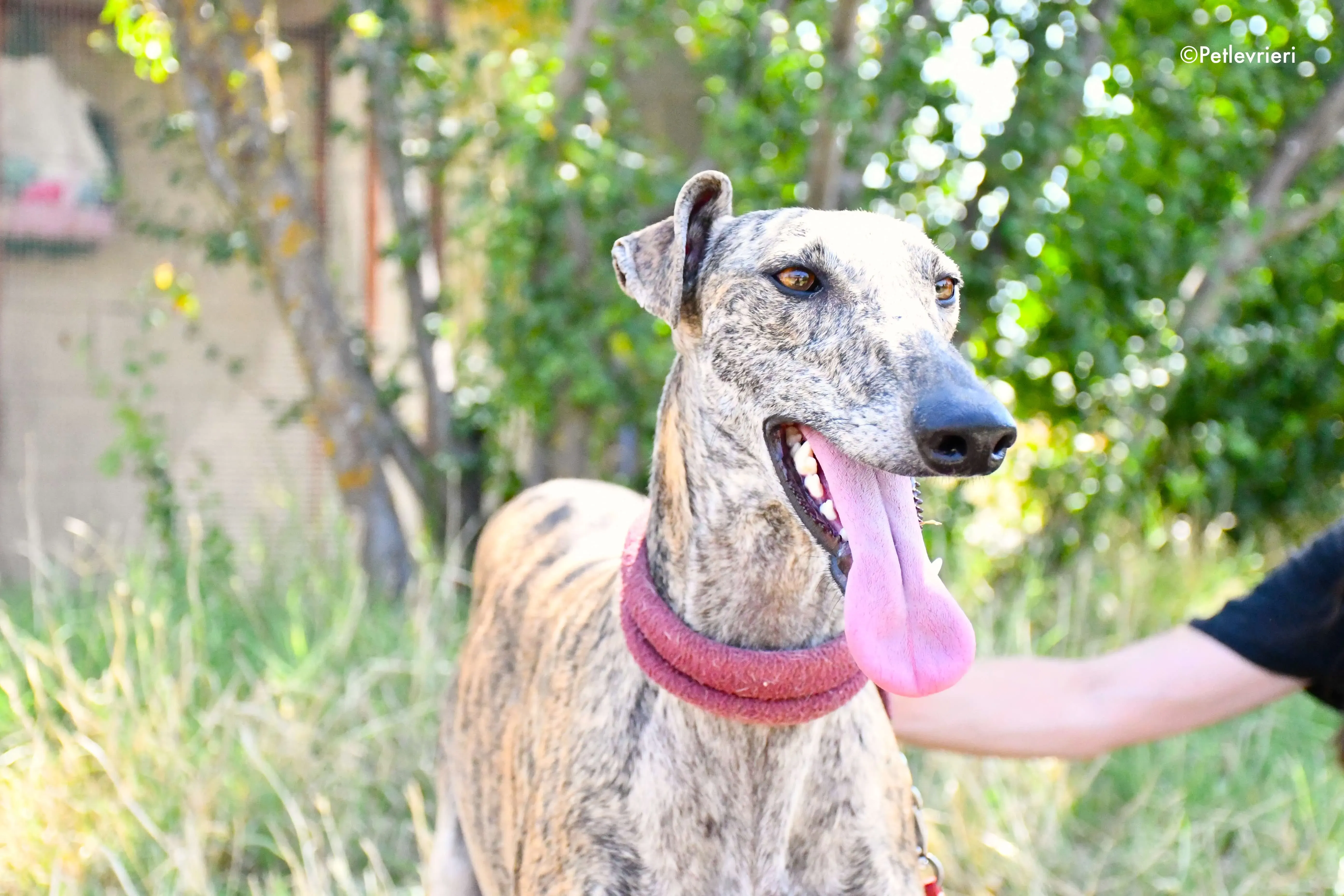 penelope adozione levrieri galgo 3
