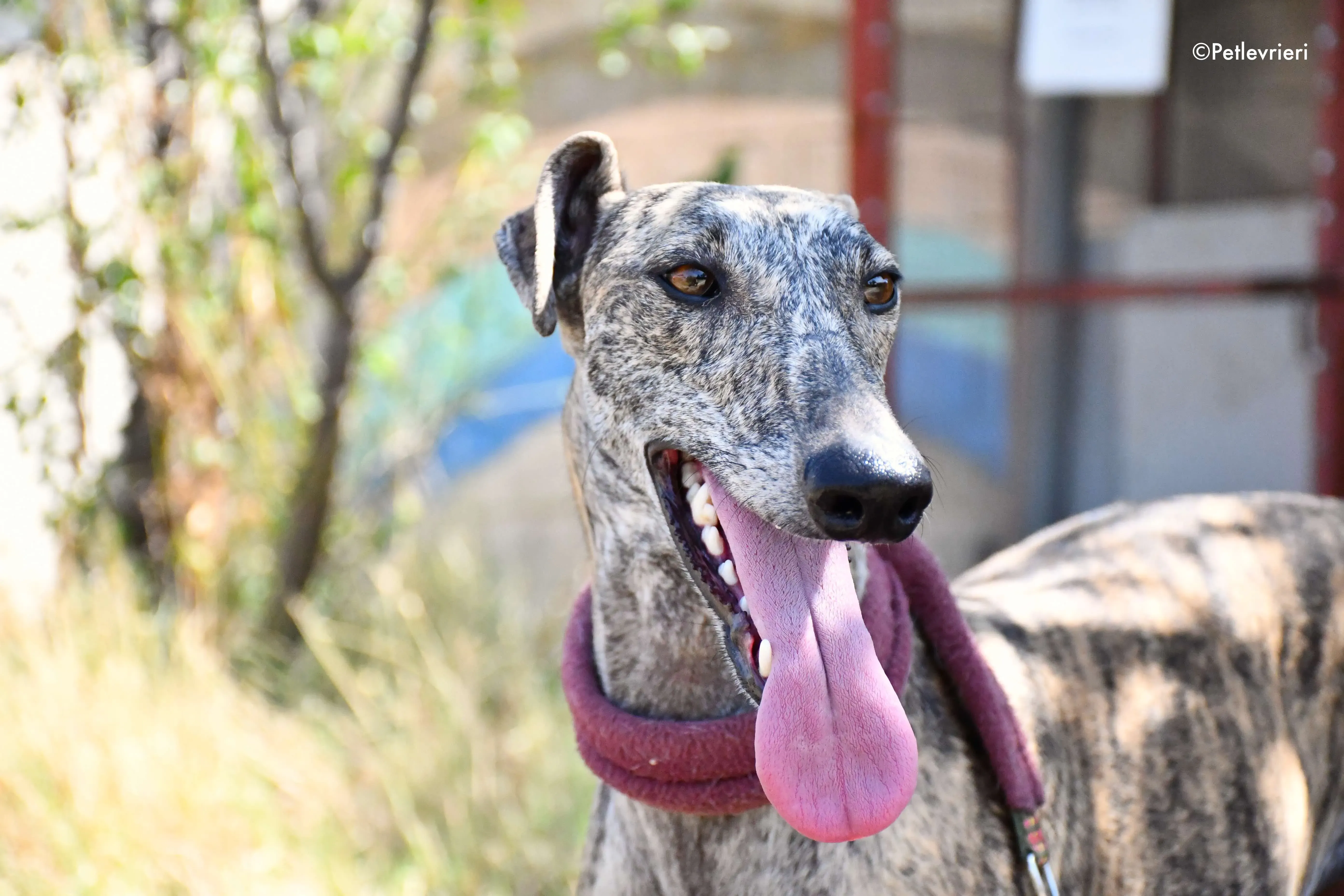 penelope adozione levrieri galgo 4