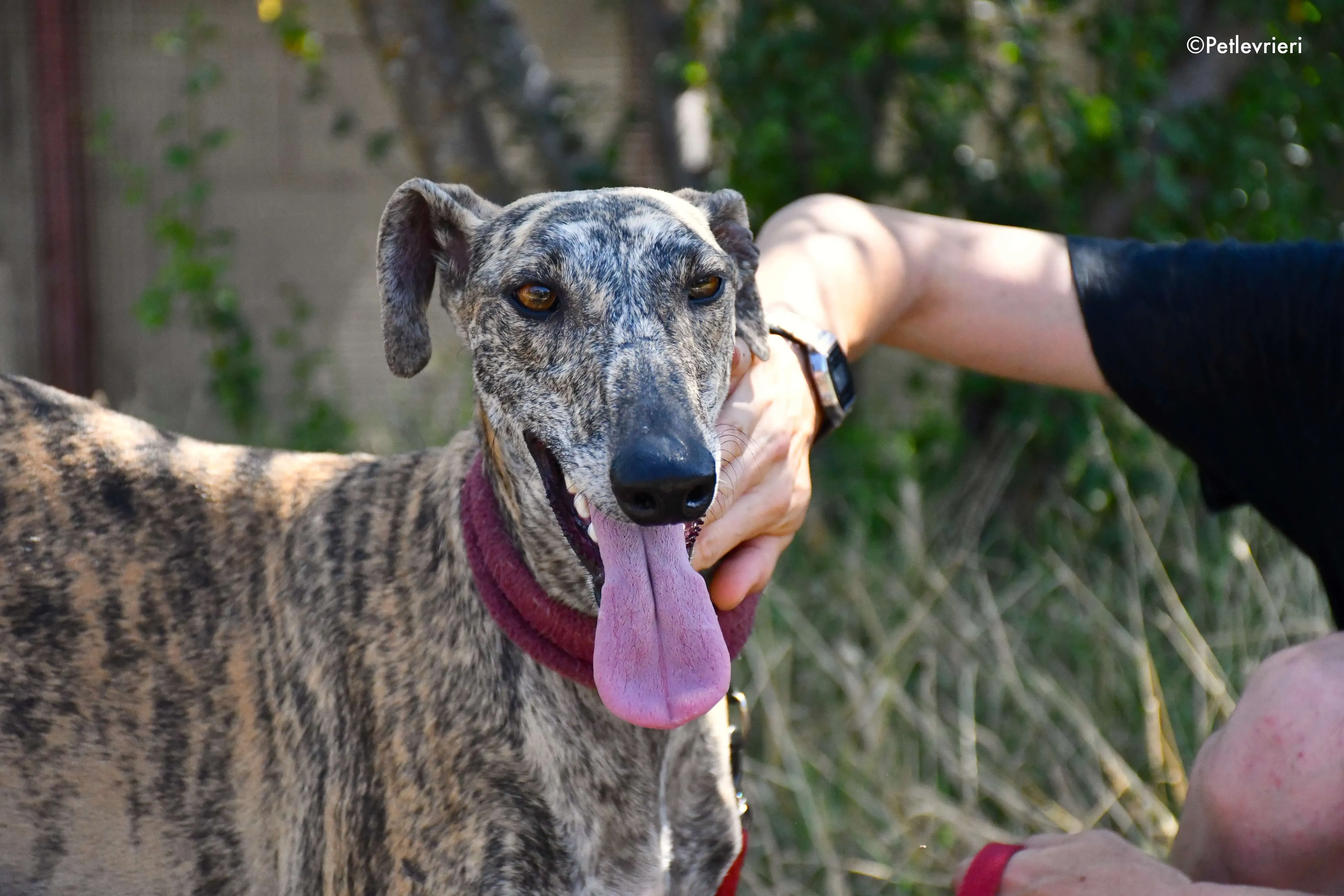 penelope adozione levrieri galgo 6