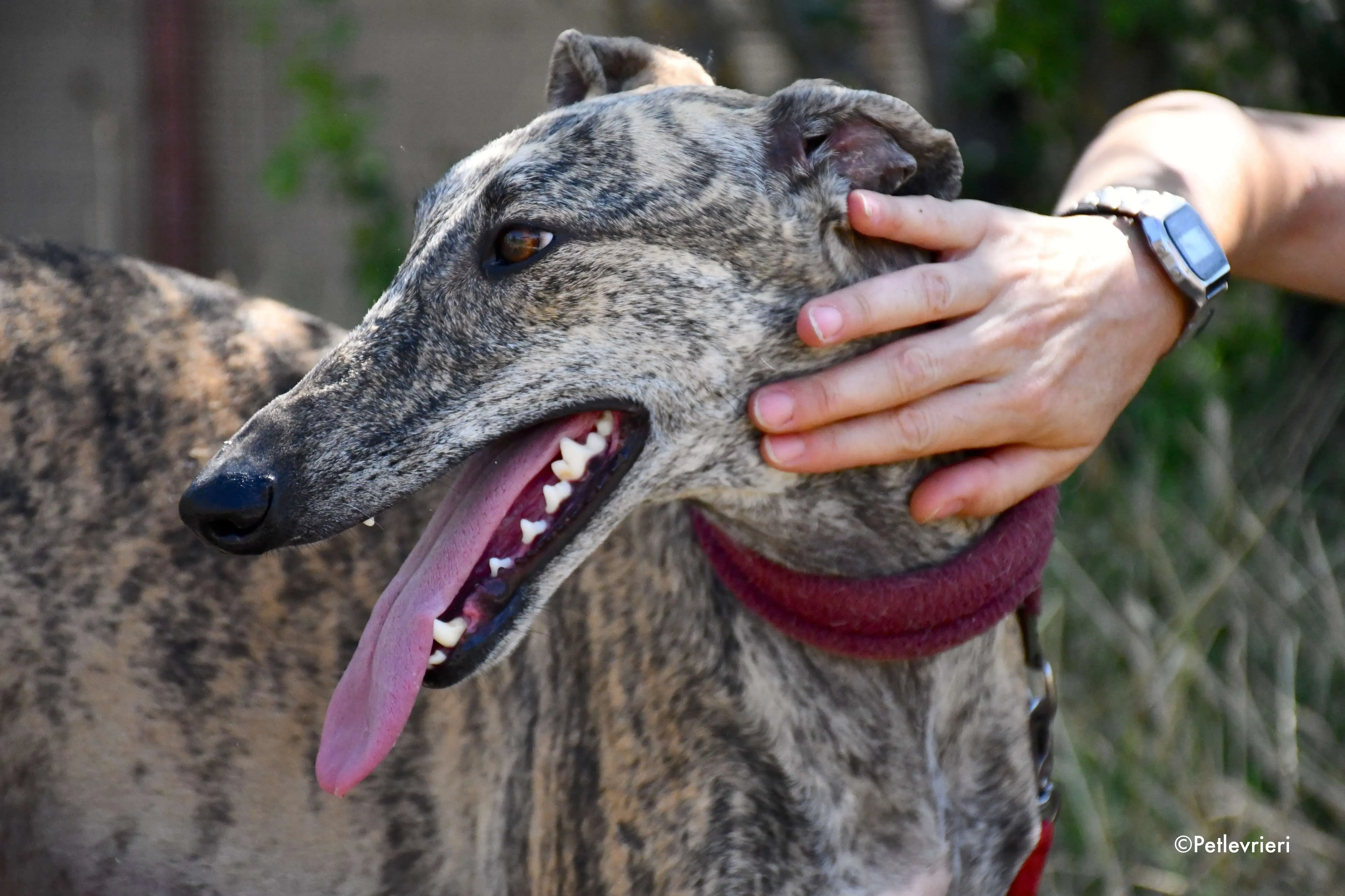 penelope adozione levrieri galgo 7