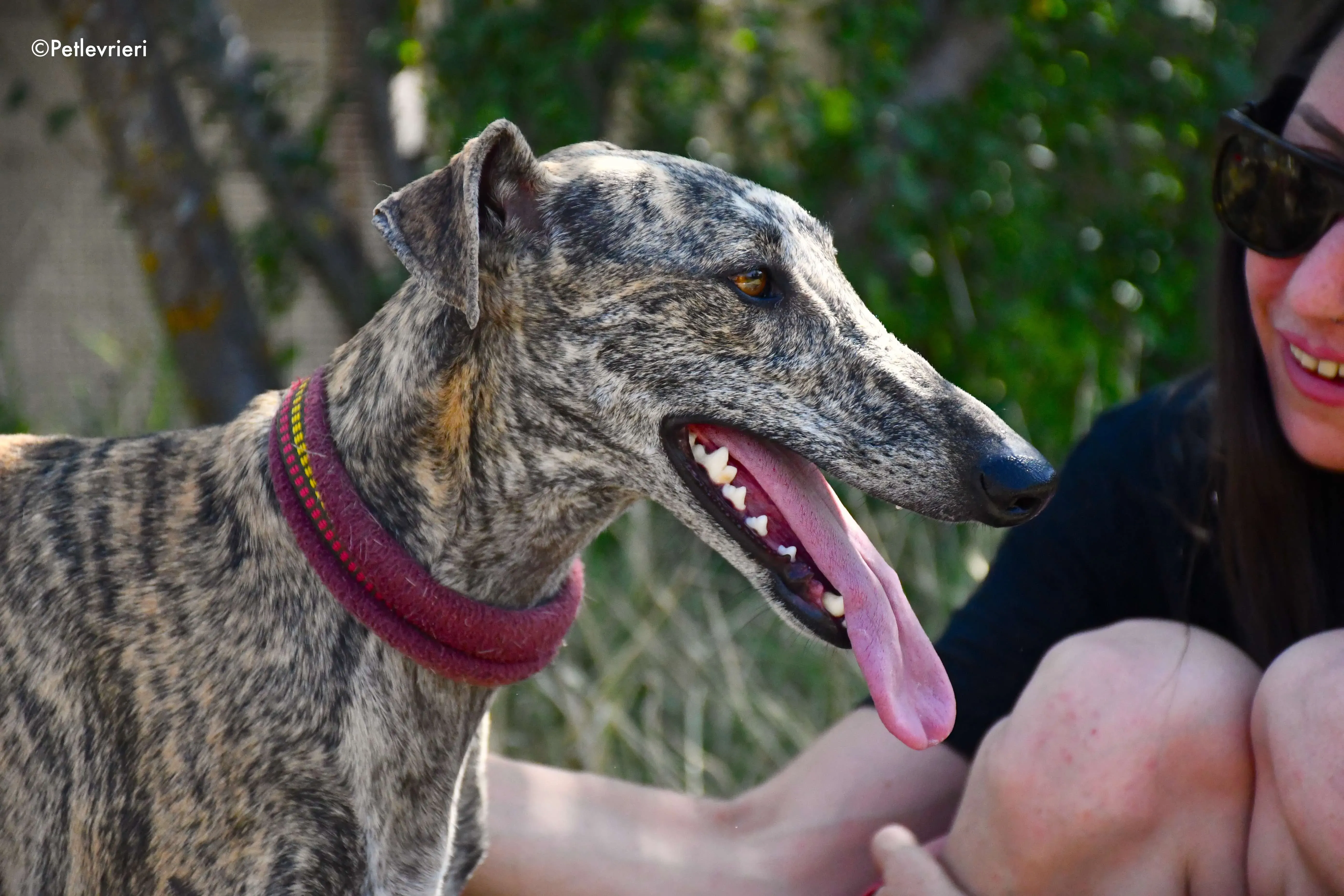penelope adozione levrieri galgo 8