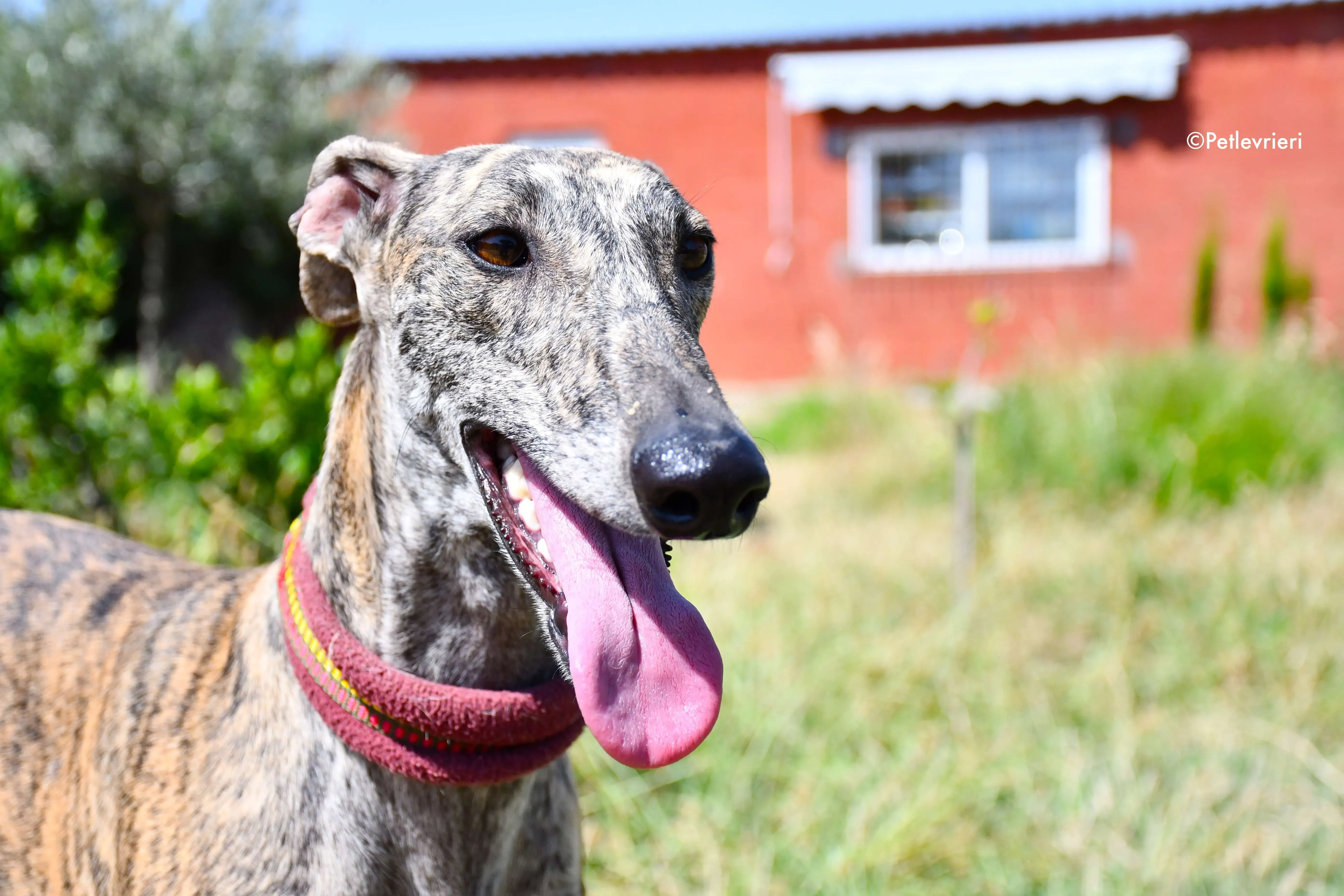 penelope adozione levrieri galgo 9