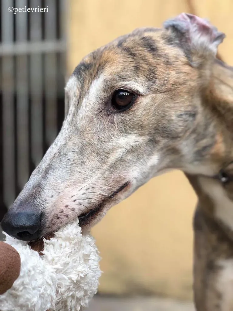 penha adozione greyhound macao 1 1