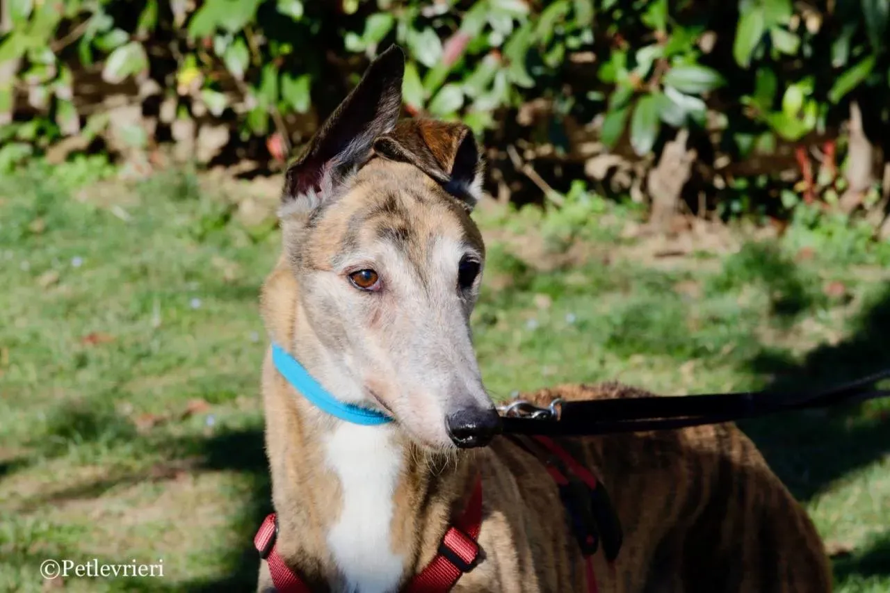 penha adozione greyhound macao 1 2