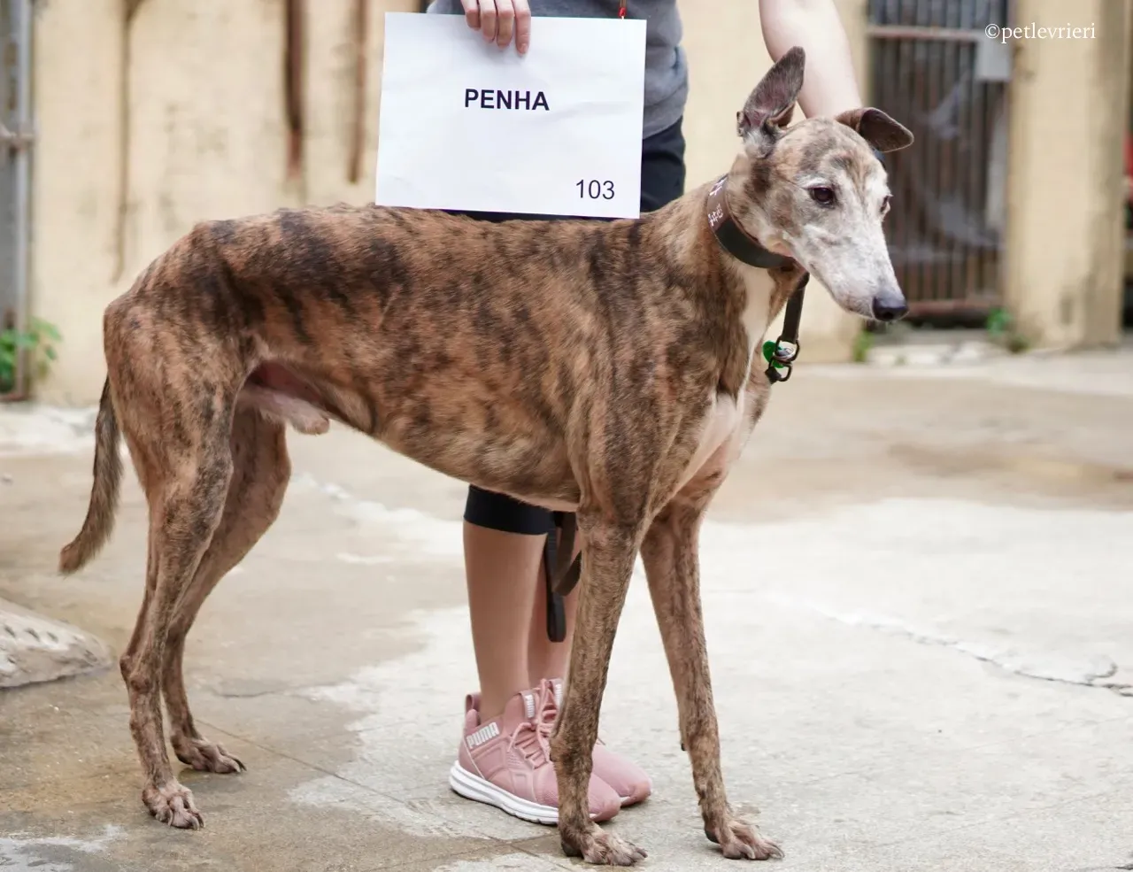 penha adozione greyhound macao 1