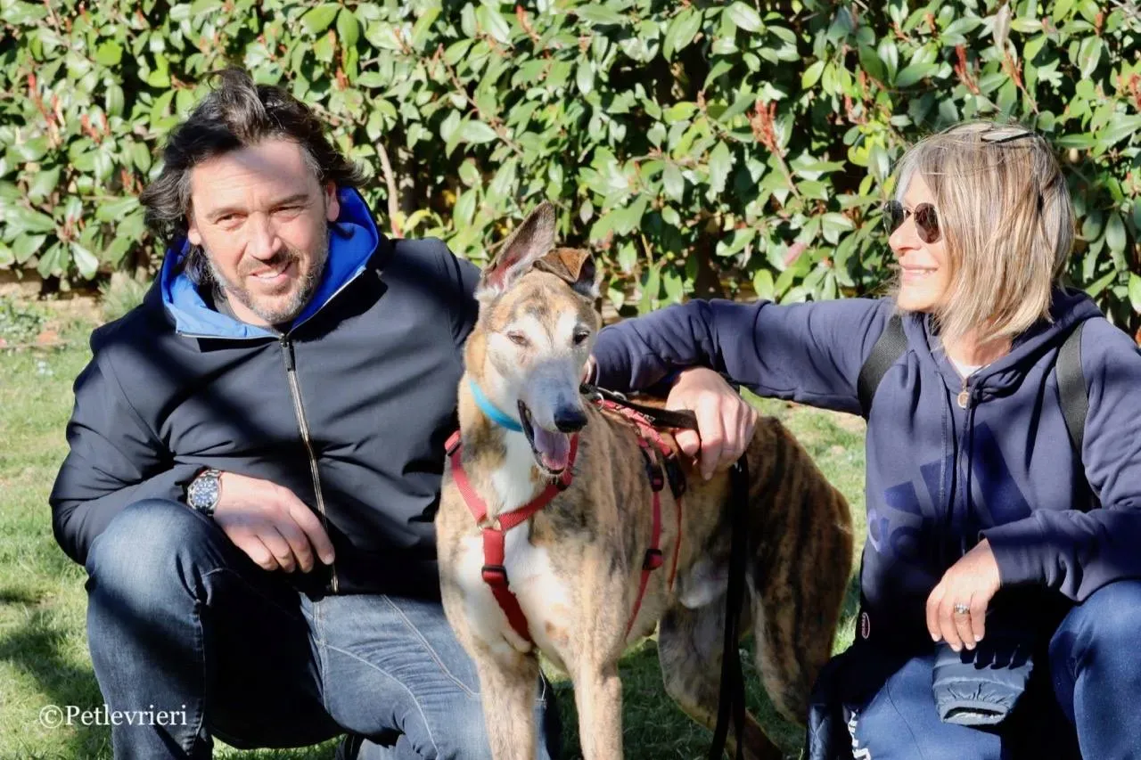 penha adozione greyhound macao 10