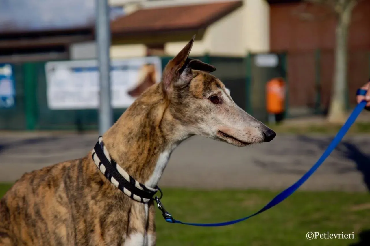 penha adozione greyhound macao 11