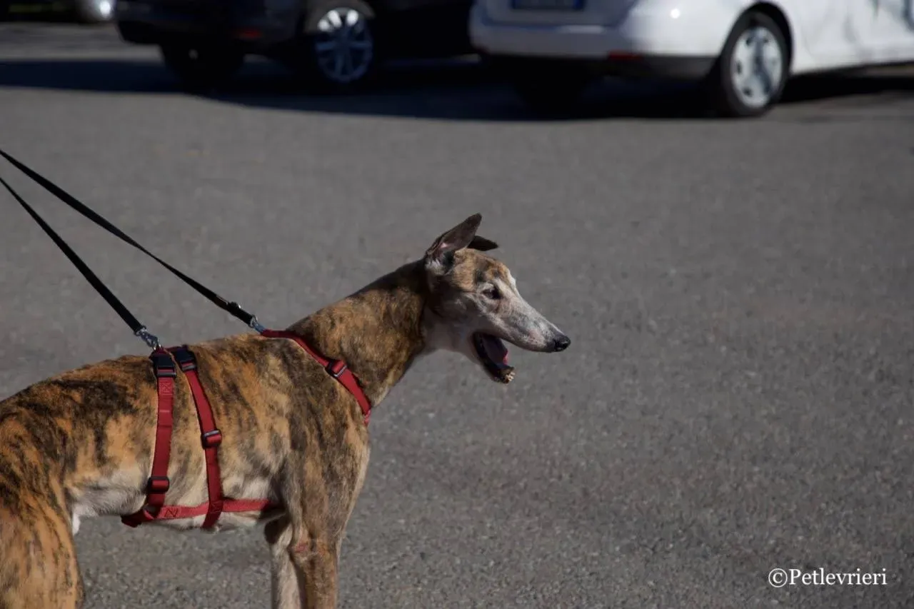 penha adozione greyhound macao 12