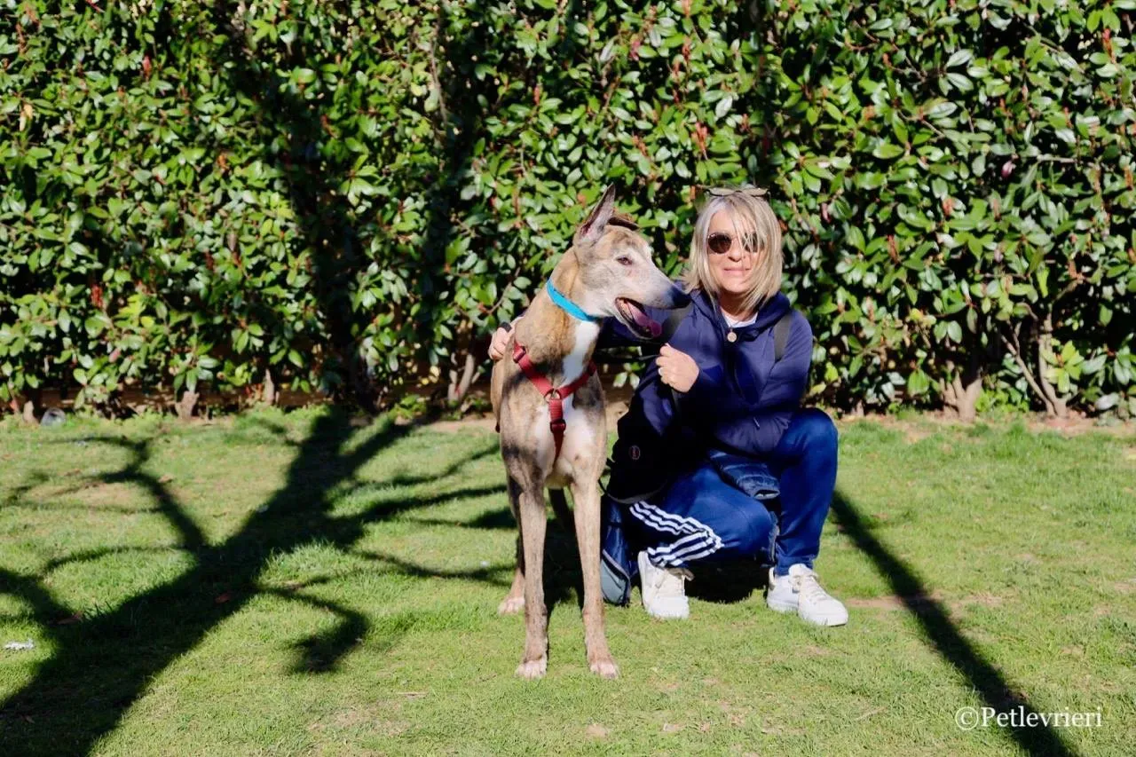 penha adozione greyhound macao 13