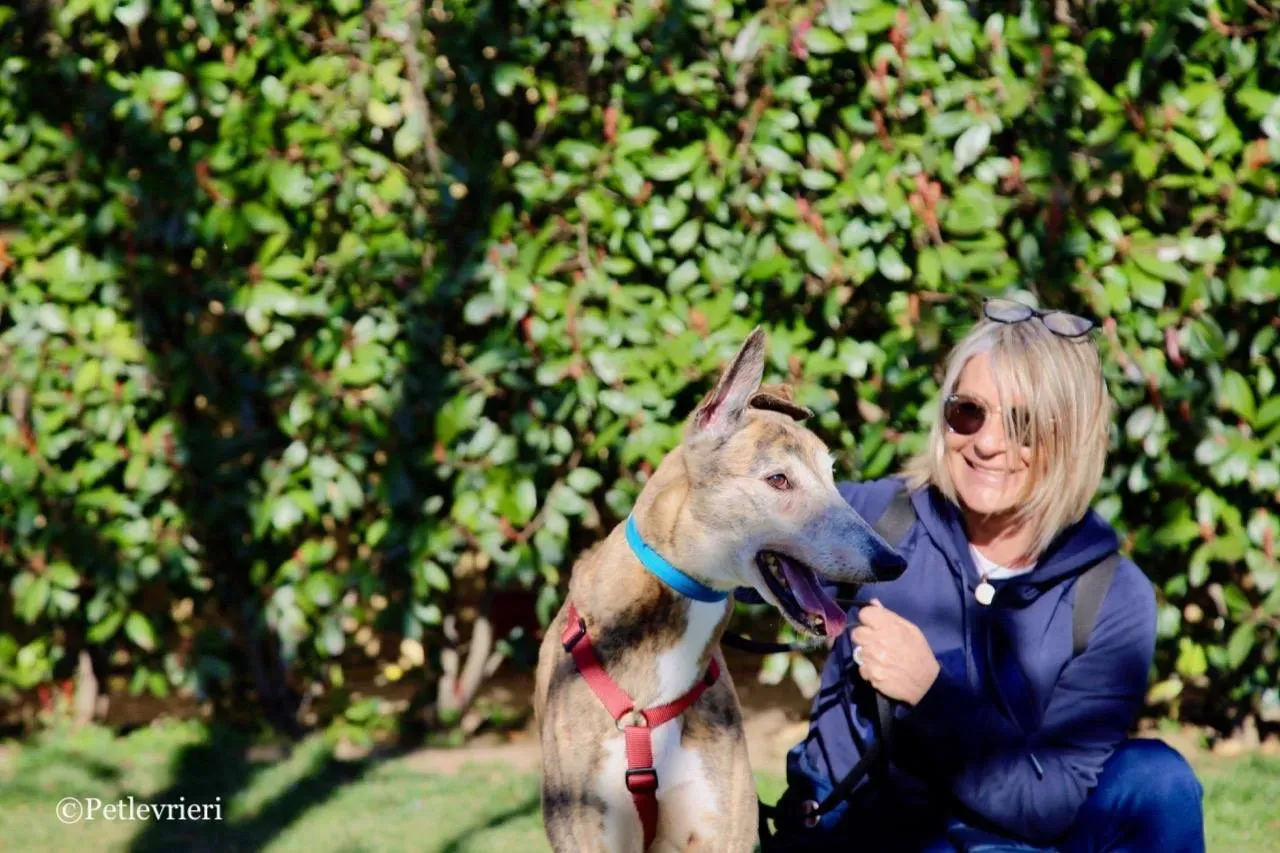 penha adozione greyhound macao 14