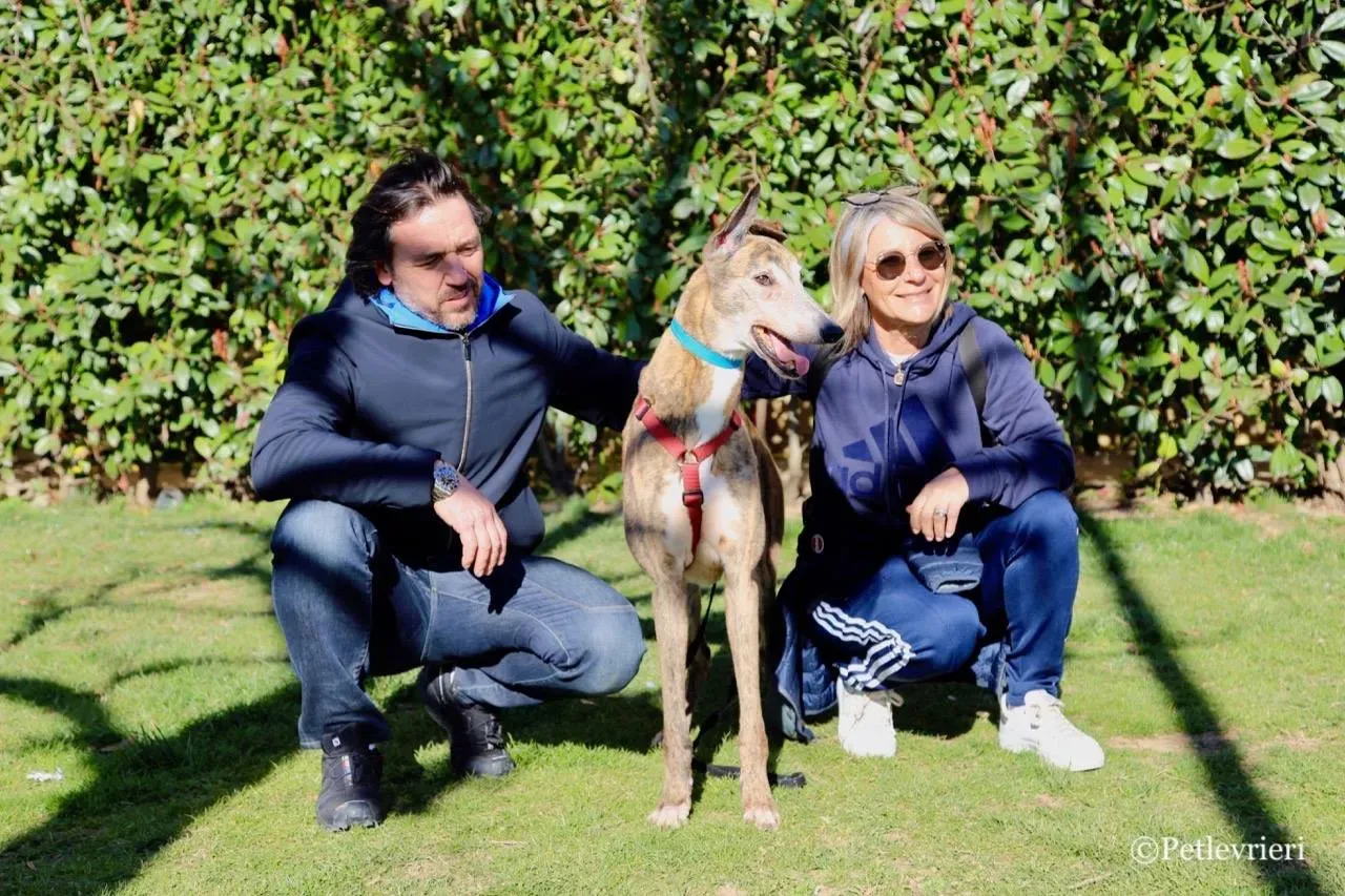 penha adozione greyhound macao 15