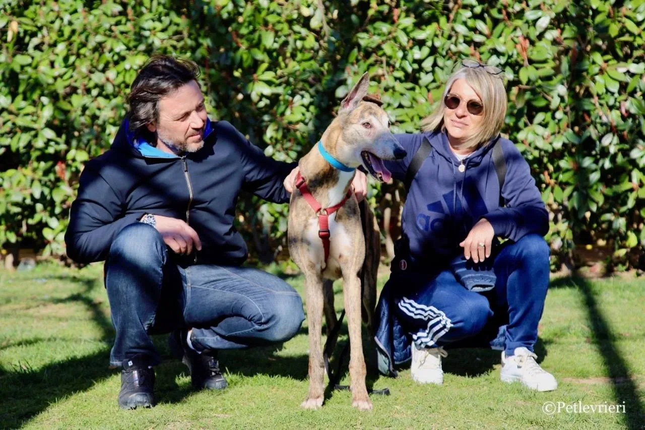 penha adozione greyhound macao 16