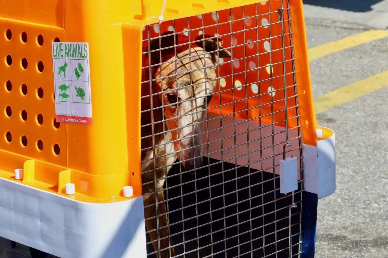 penha adozione greyhound macao 17