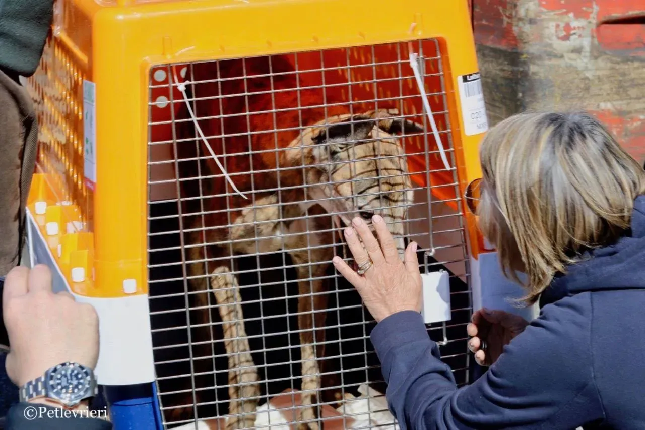 penha adozione greyhound macao 18