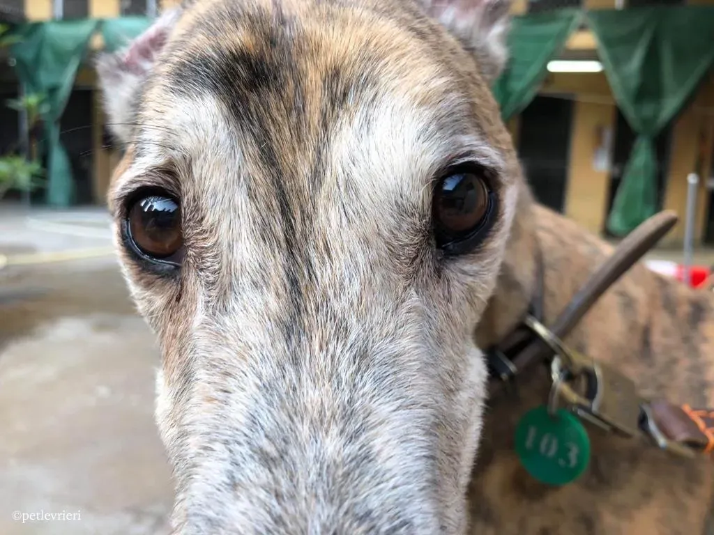penha adozione greyhound macao 2 1
