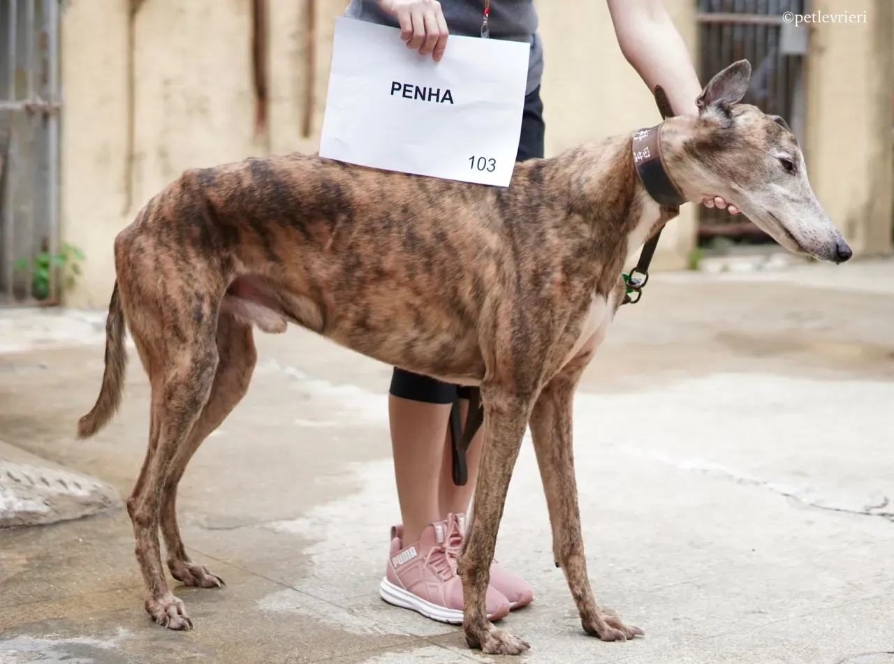penha adozione greyhound macao 2