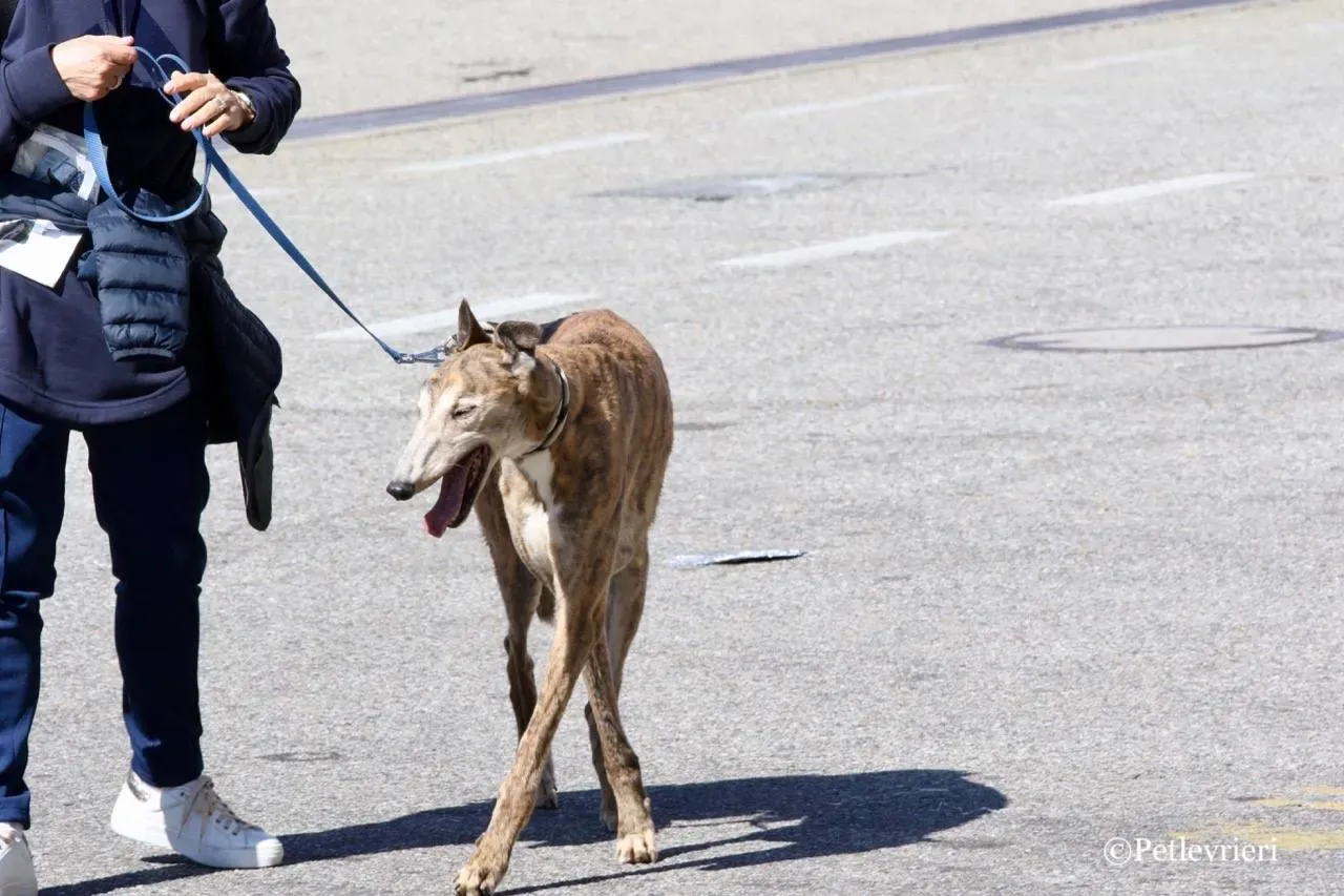 penha adozione greyhound macao 20