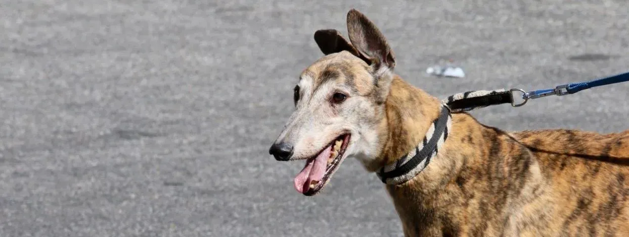 penha adozione greyhound macao 21 e1552684778614