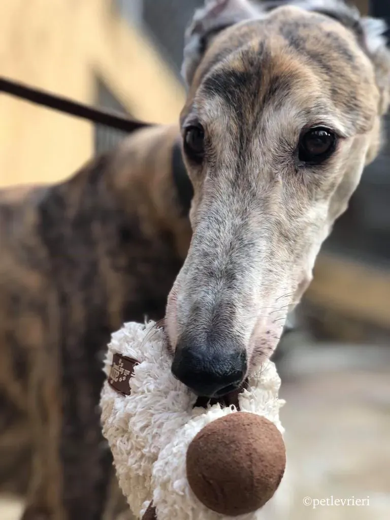 penha adozione greyhound macao 3 1