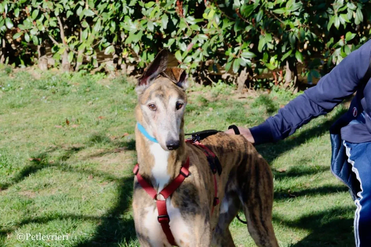 penha adozione greyhound macao 3 2