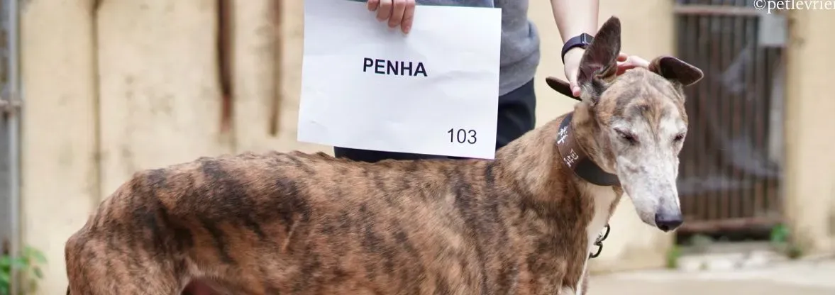 penha adozione greyhound macao 3 e1544477040985