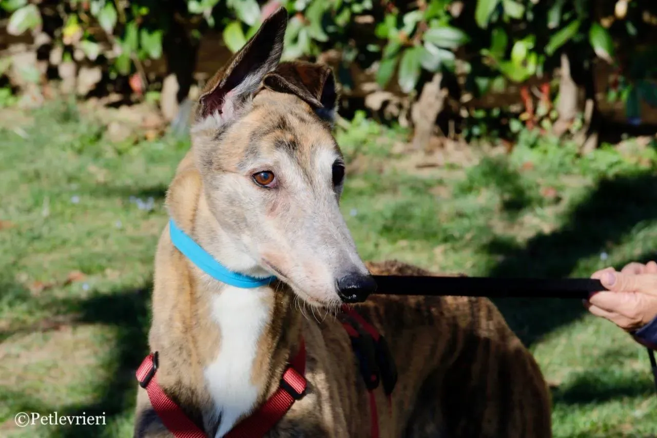 penha adozione greyhound macao 4 1