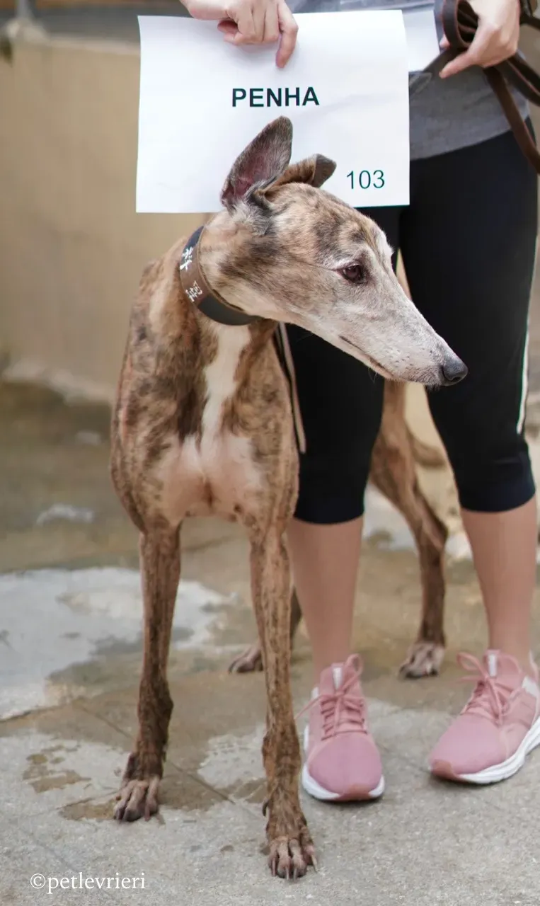 penha adozione greyhound macao 4