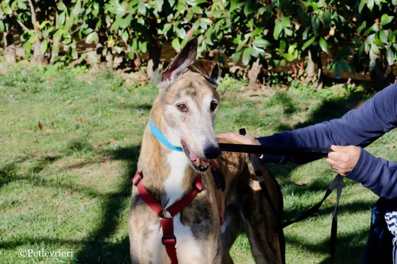 penha adozione greyhound macao 5 1